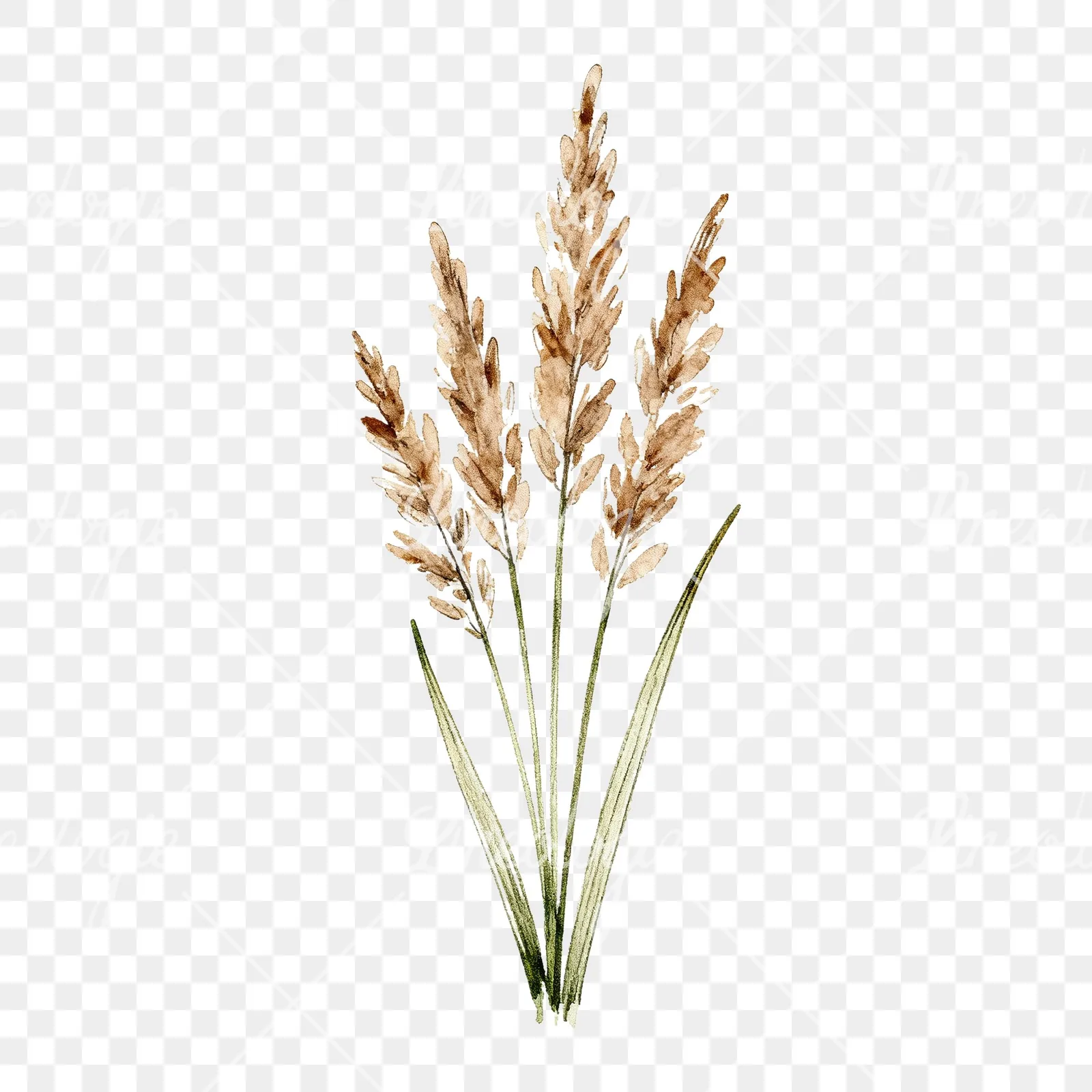 Watercolor pampas grass sketch clipart 6 of 6 on a transparent background (PNG)