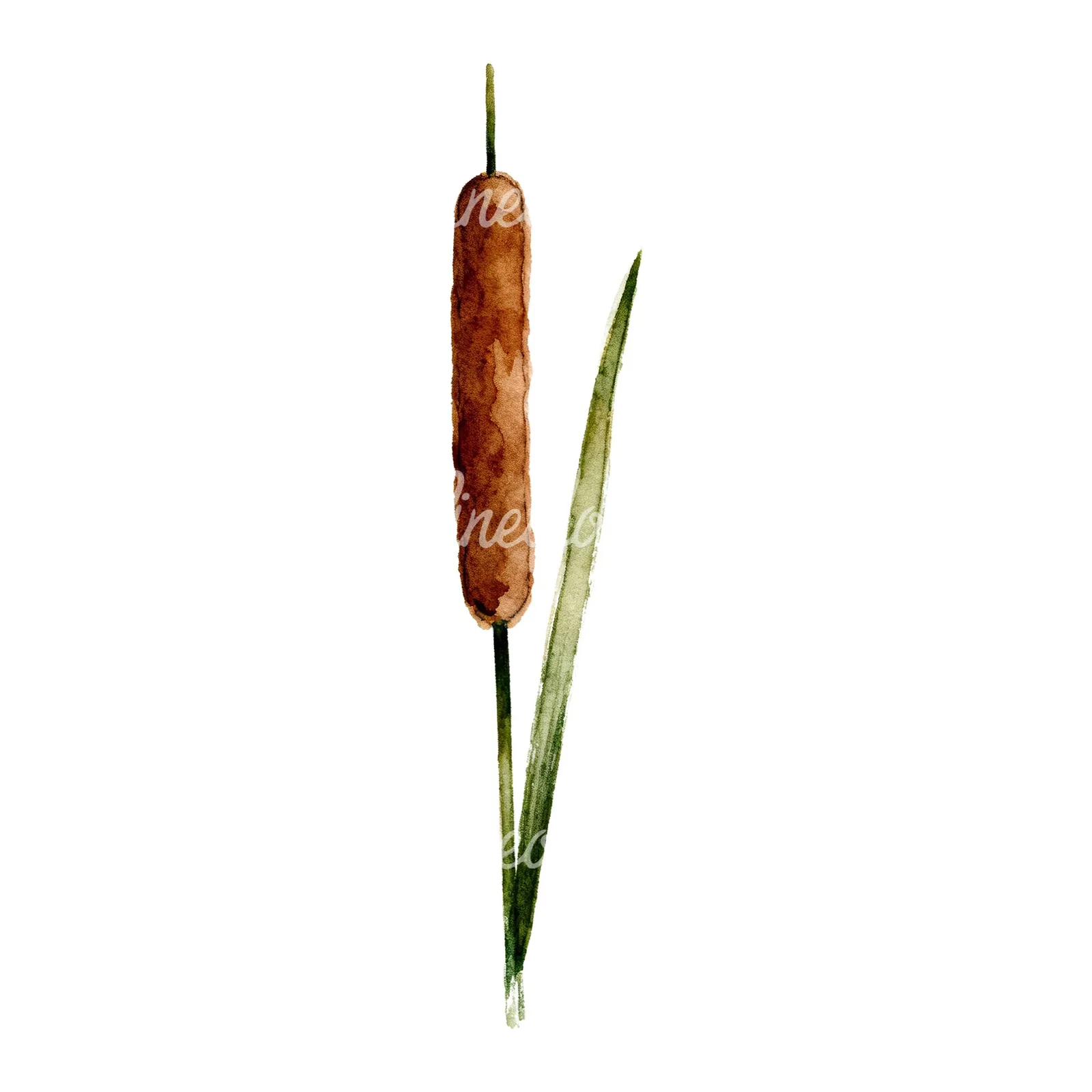 Watercolor reed and cattail clipart 1 of 8 on a white background (JPG)