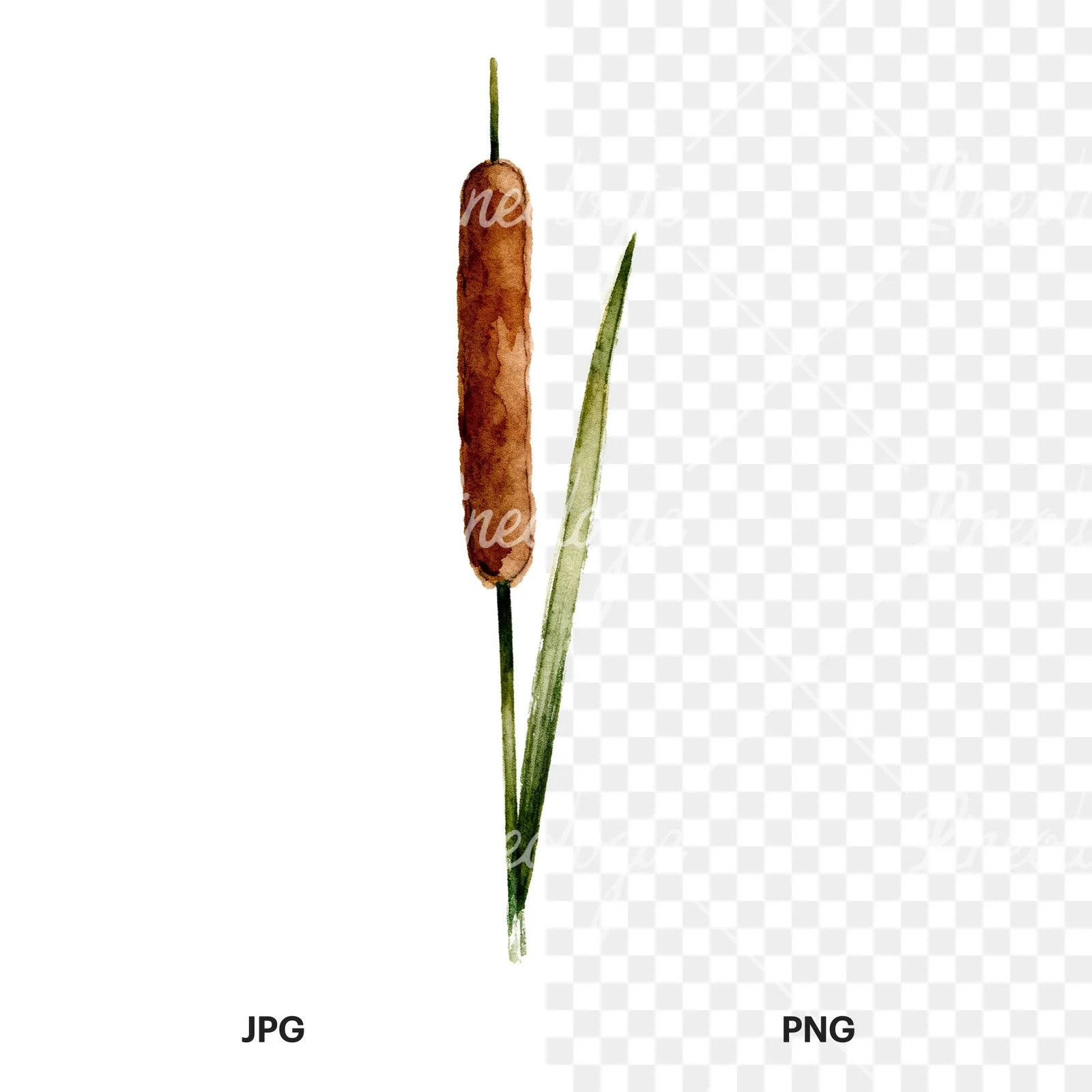 Watercolor reed and cattail clipart 1 of 8, as a JPG on white and a transparent PNG