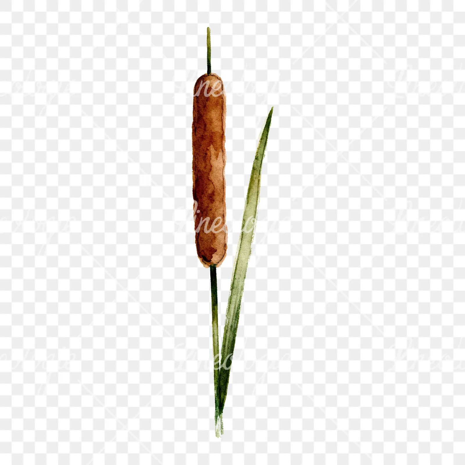 Watercolor reed and cattail clipart 1 of 8 on a transparent background (PNG)