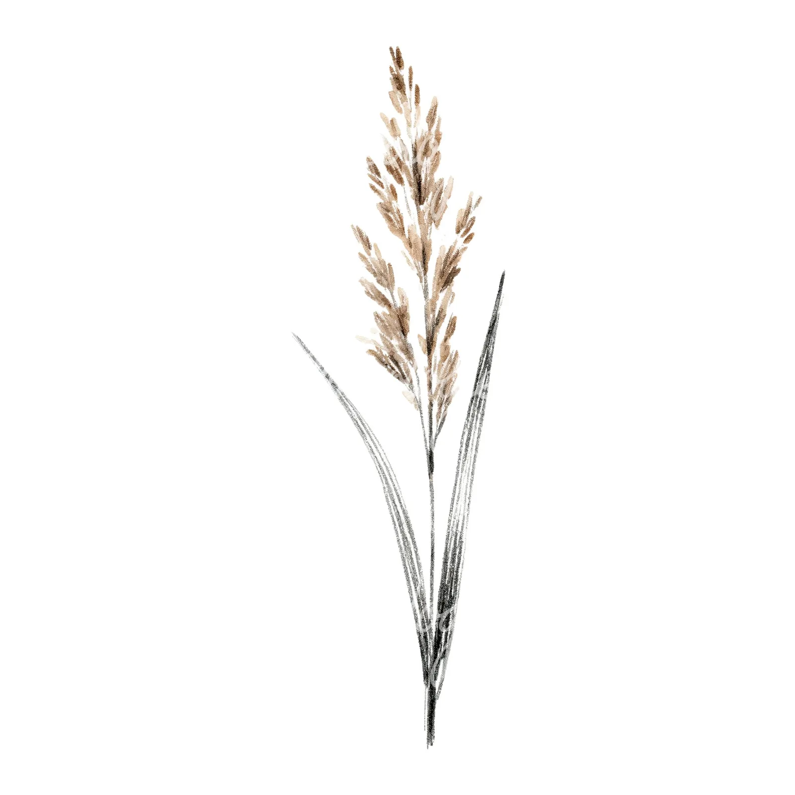 Watercolor reed and cattail clipart 2 of 8 on a white background (JPG)