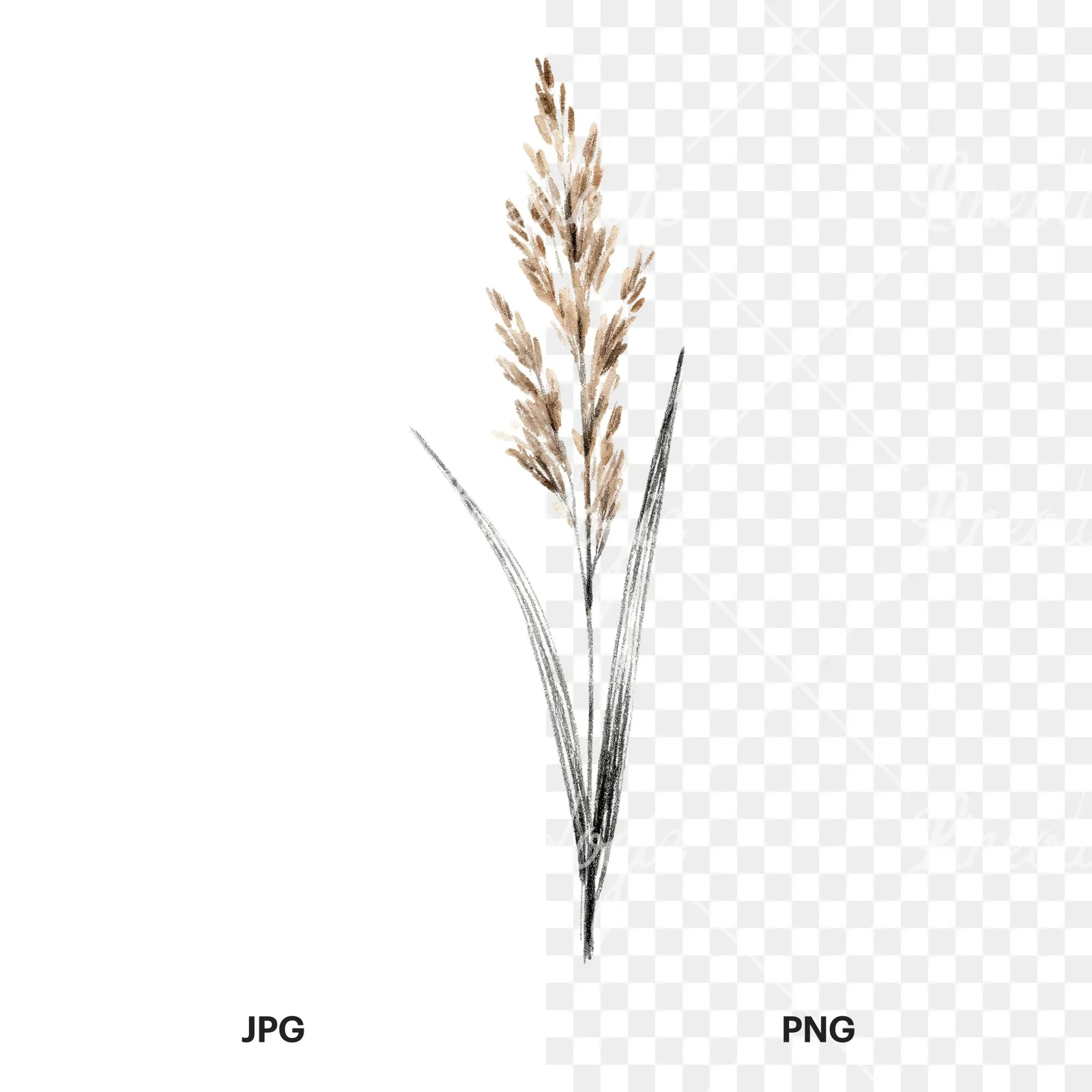 Watercolor reed and cattail clipart 2 of 8, as a JPG on white and a transparent PNG
