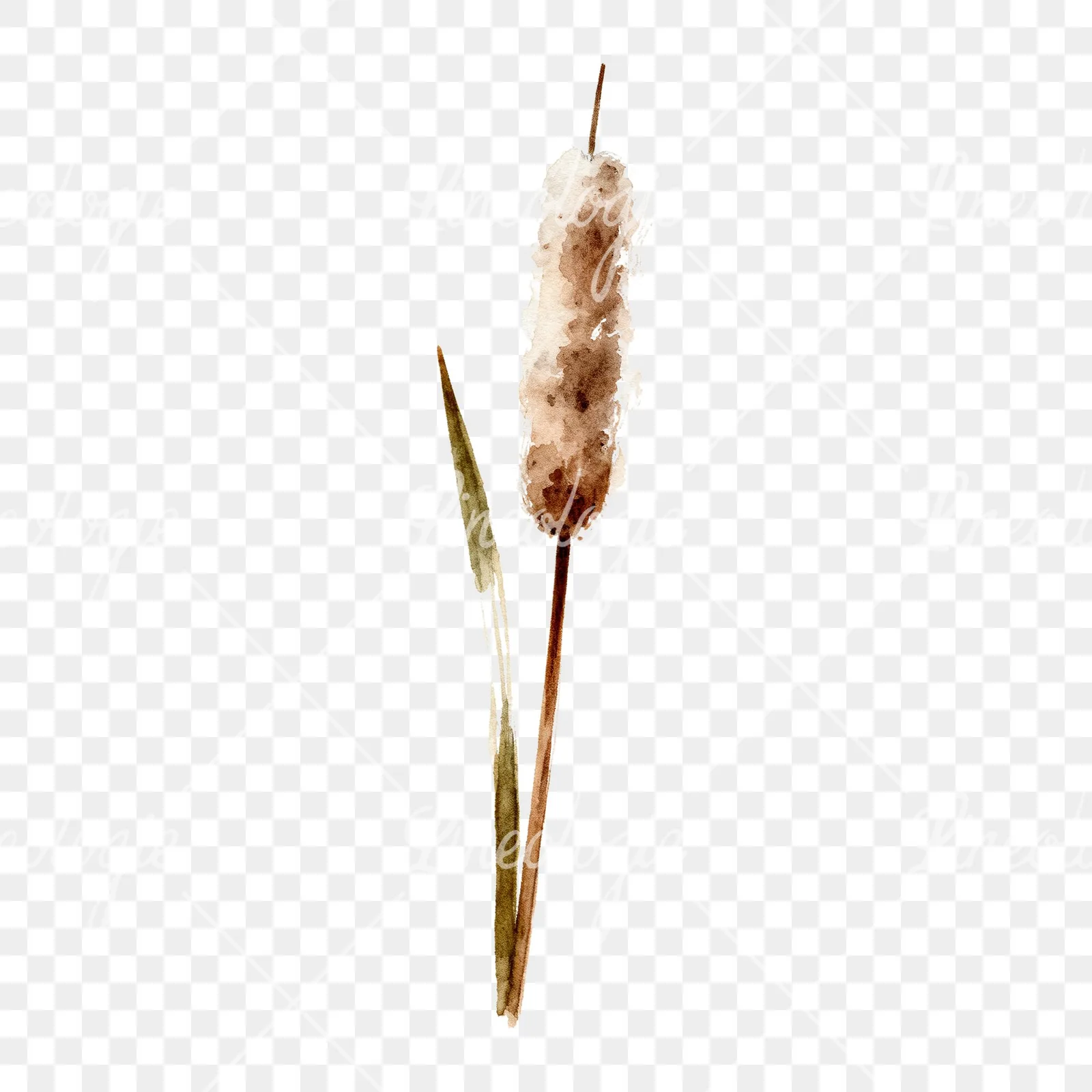 Watercolor reed and cattail clipart 3 of 8 on a transparent background (PNG)