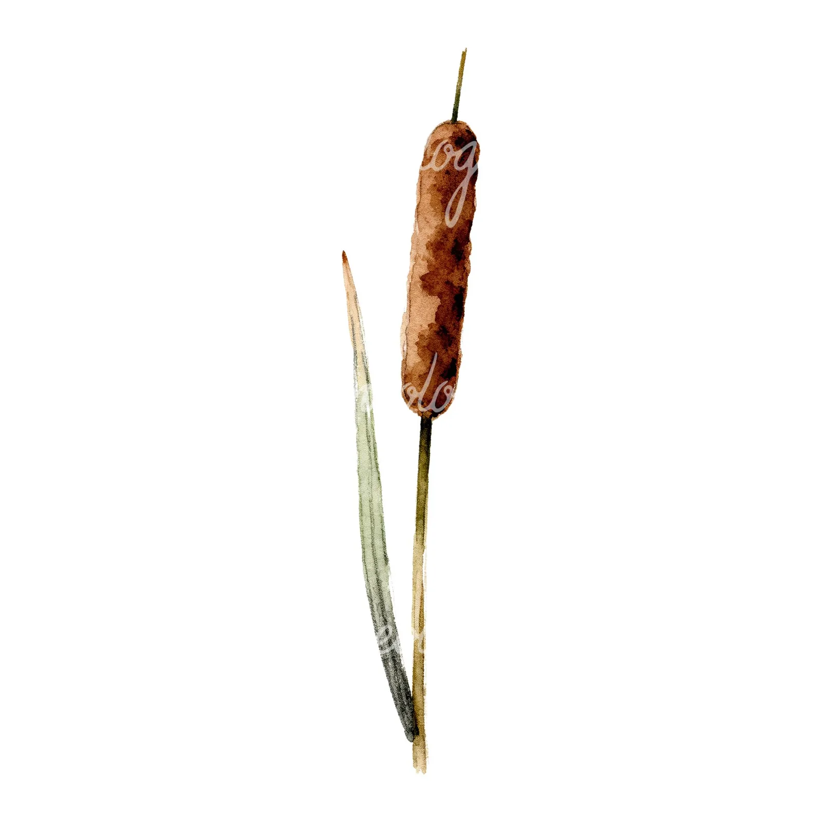 Watercolor reed and cattail clipart 4 of 8 on a white background (JPG)