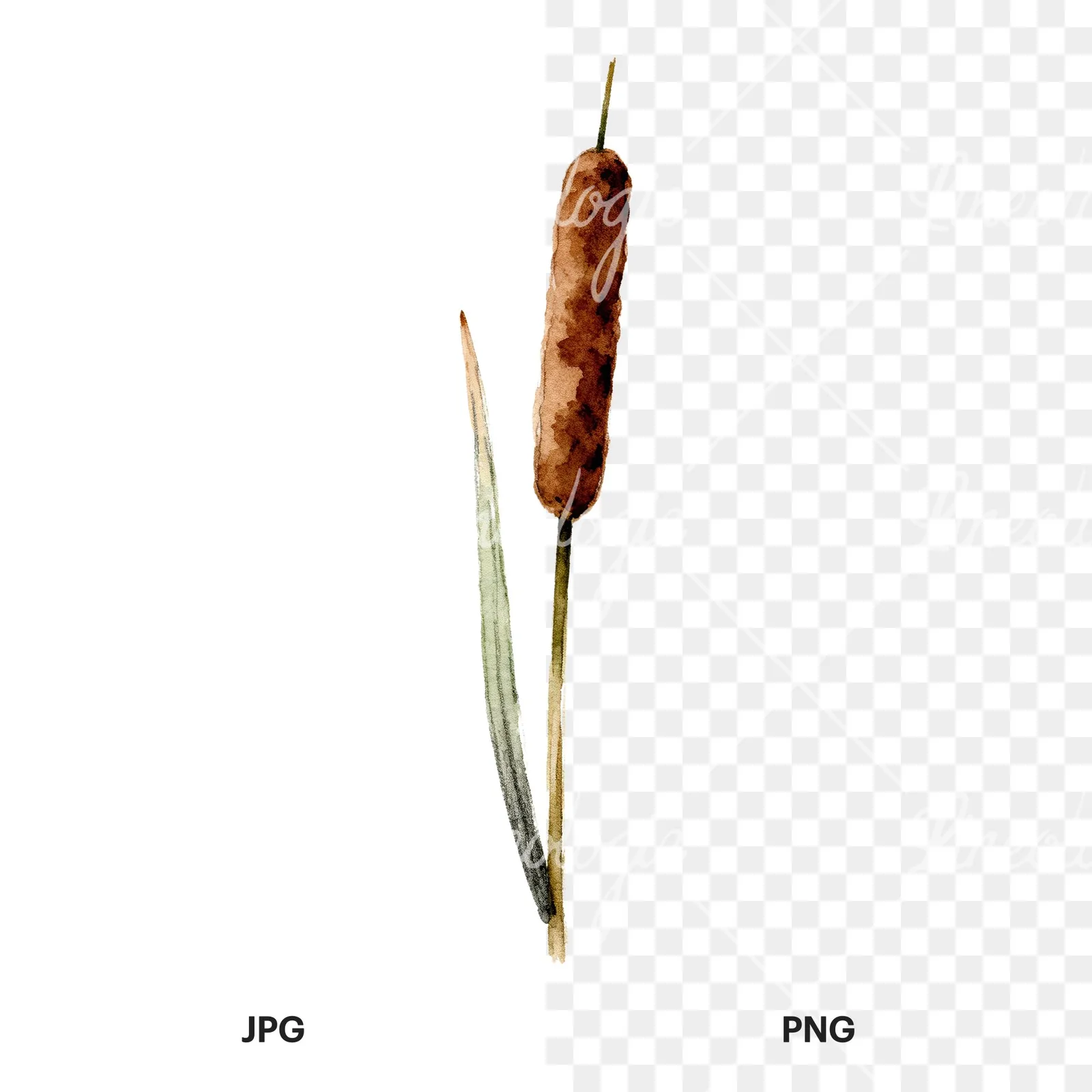 Watercolor reed and cattail clipart 4 of 8, as a JPG on white and a transparent PNG