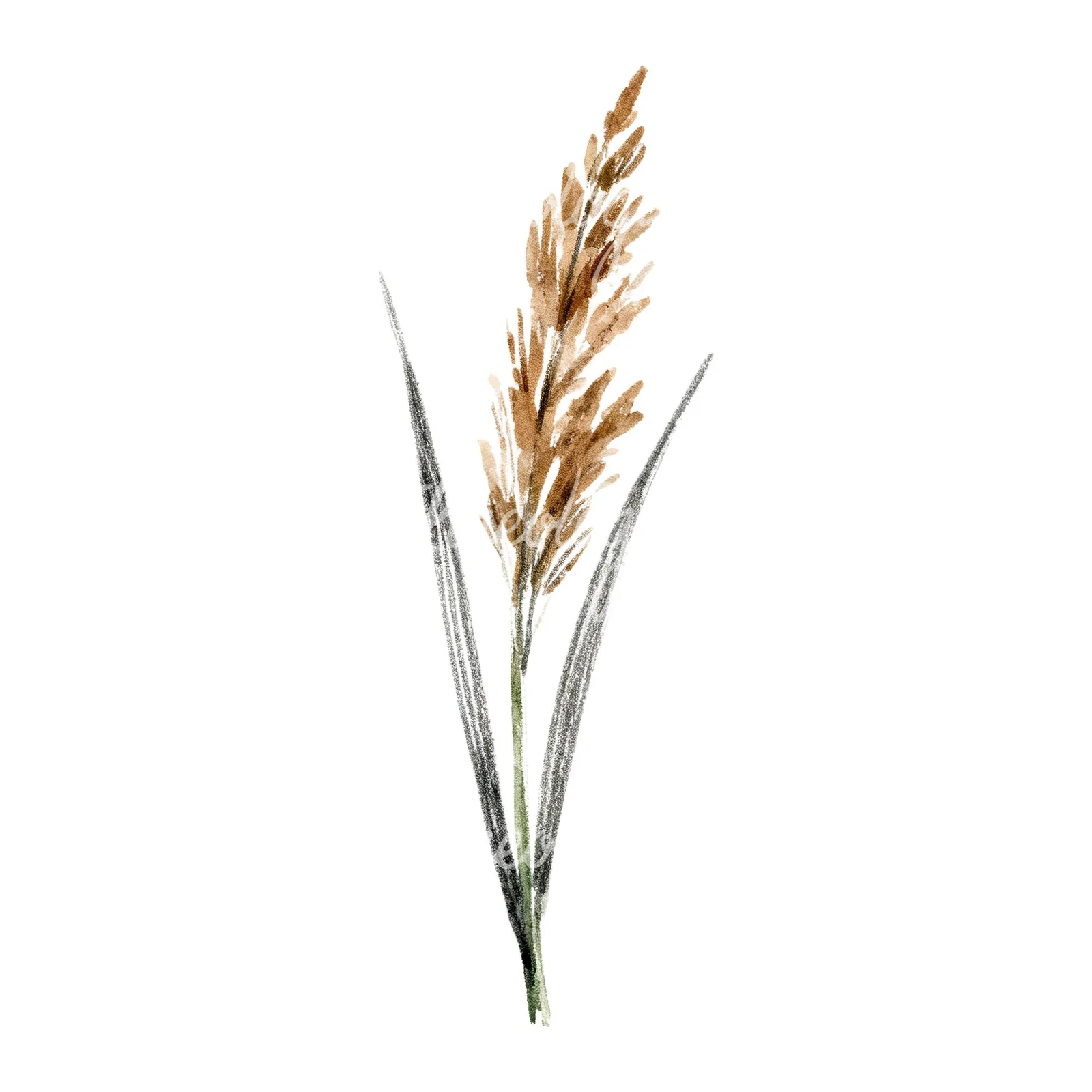 Watercolor reed and cattail clipart 5 of 8 on a white background (JPG)