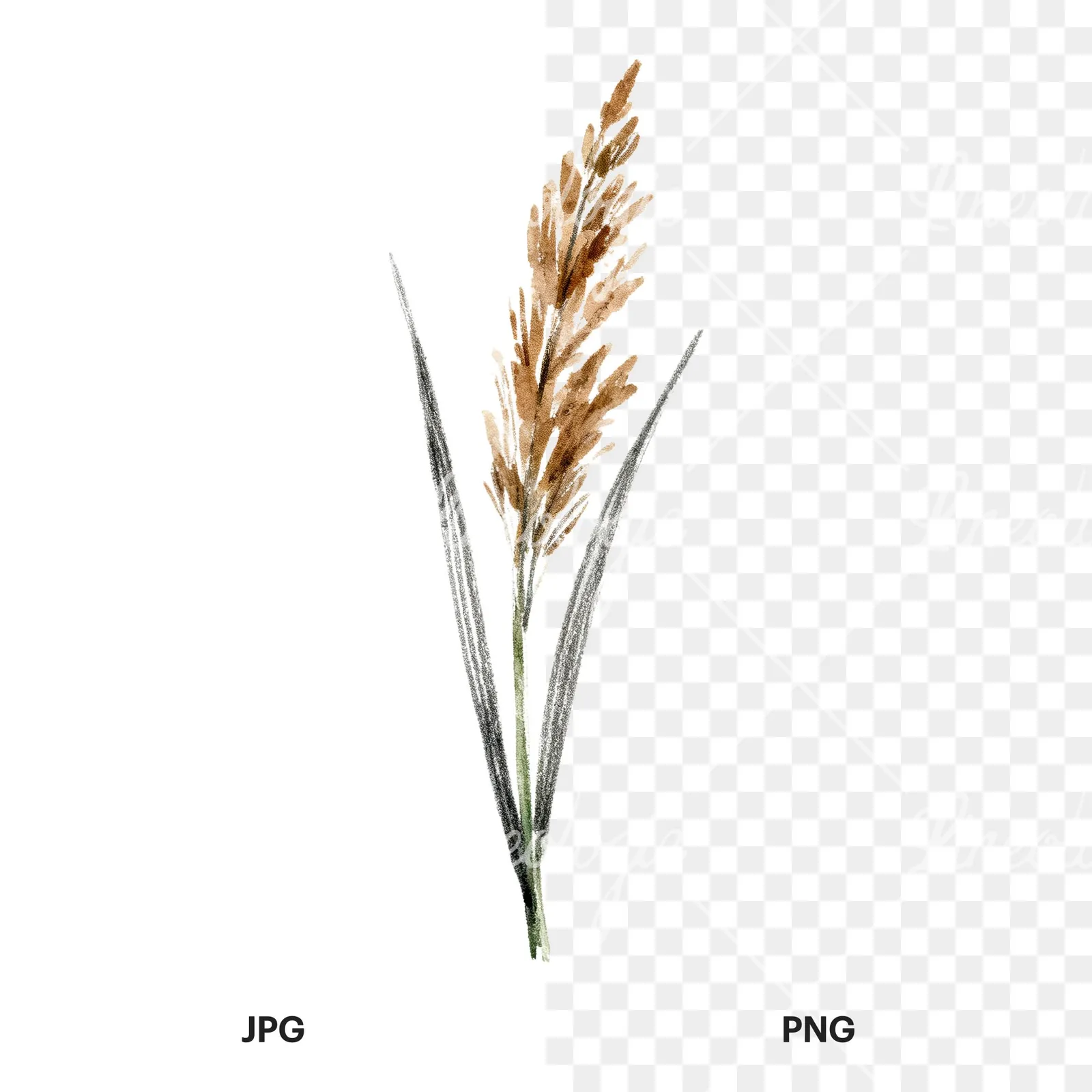 Watercolor reed and cattail clipart 5 of 8, as a JPG on white and a transparent PNG