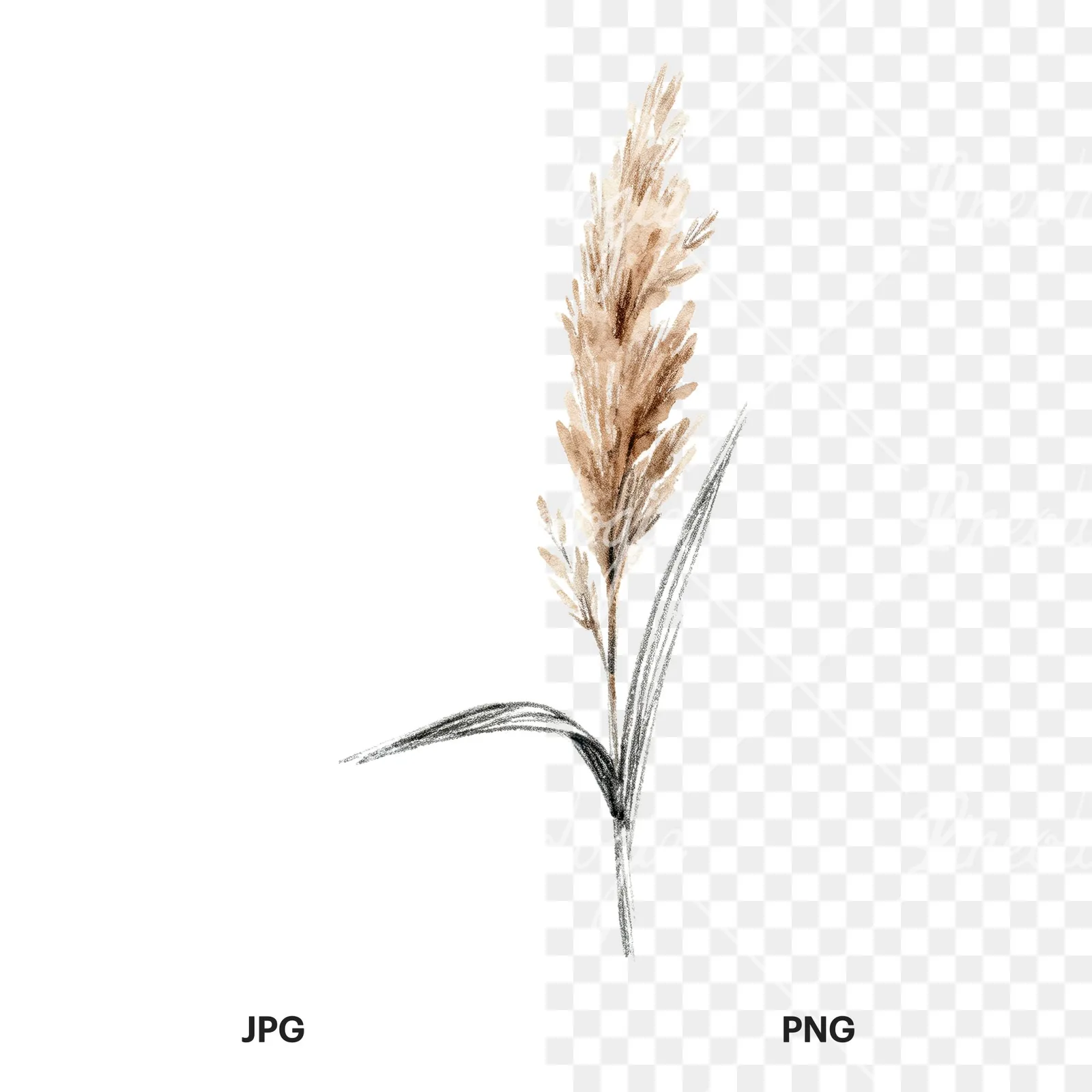 Watercolor reed and cattail clipart 6 of 8, as a JPG on white and a transparent PNG