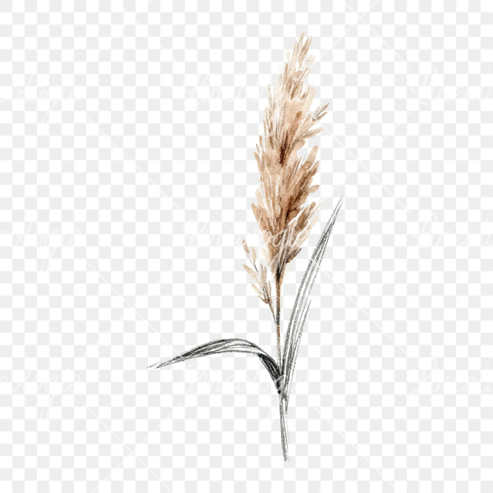 Watercolor reed and cattail clipart 6 of 8 on a transparent background (PNG)