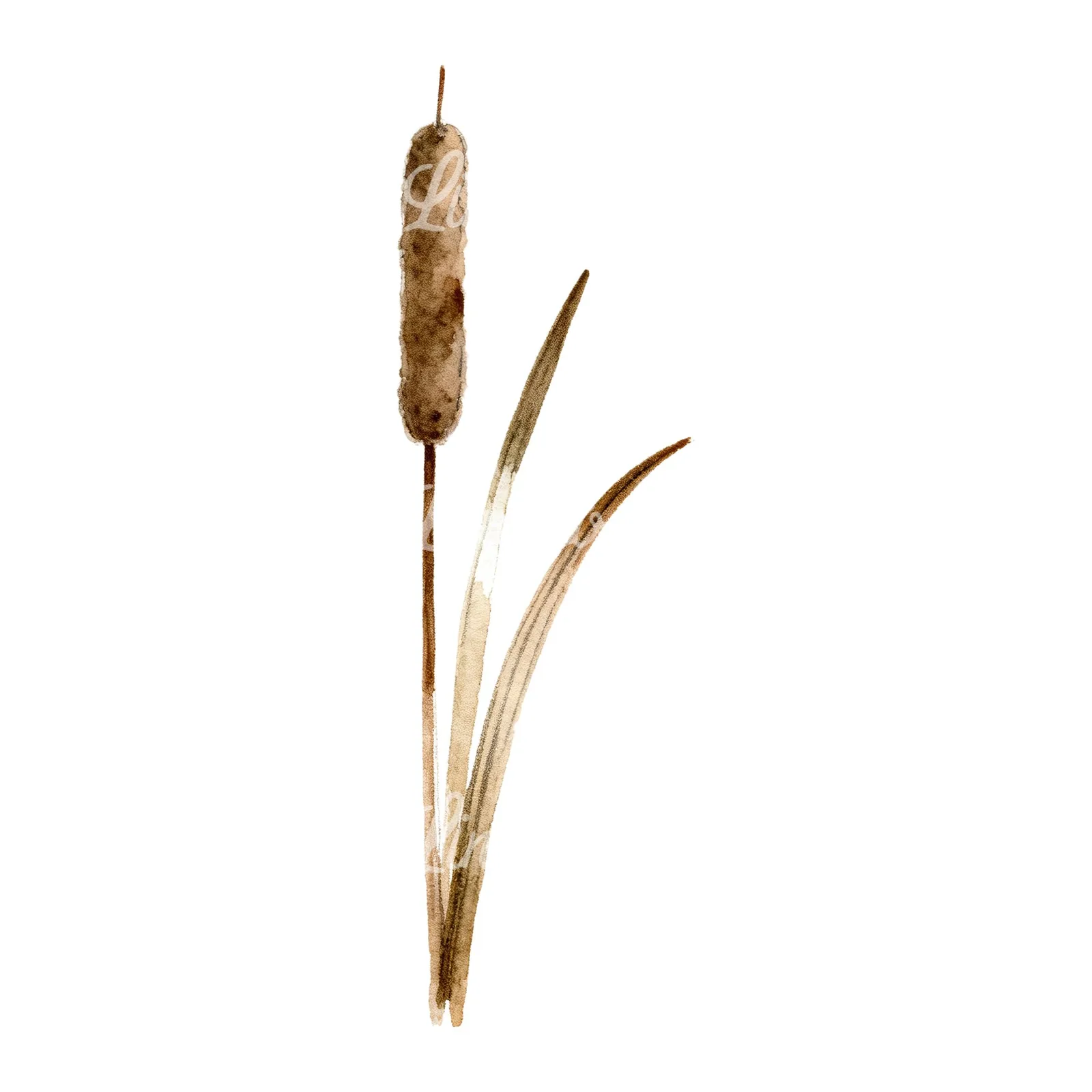 Watercolor reed and cattail clipart 7 of 8 on a white background (JPG)
