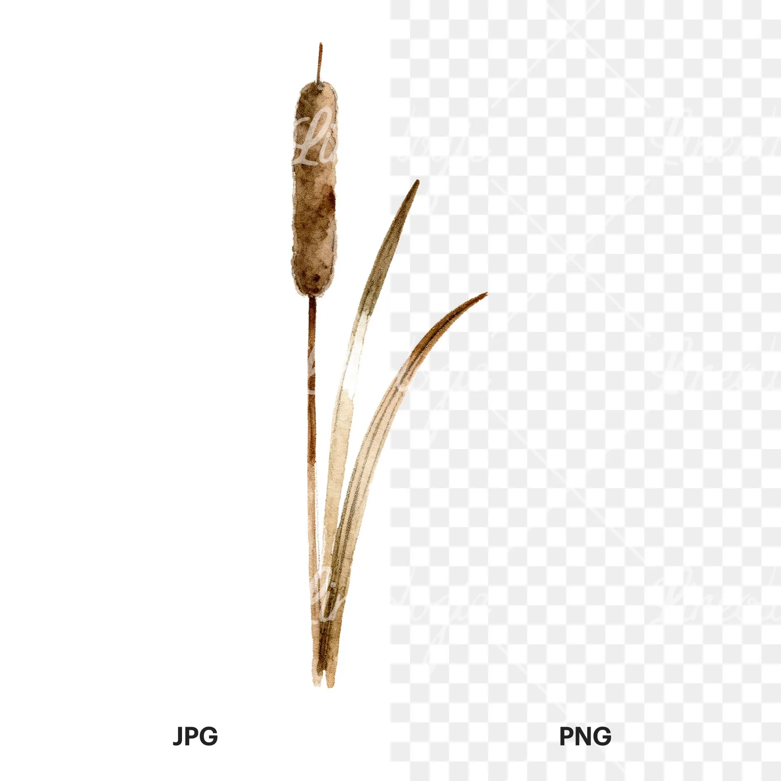 Watercolor reed and cattail clipart 7 of 8, as a JPG on white and a transparent PNG