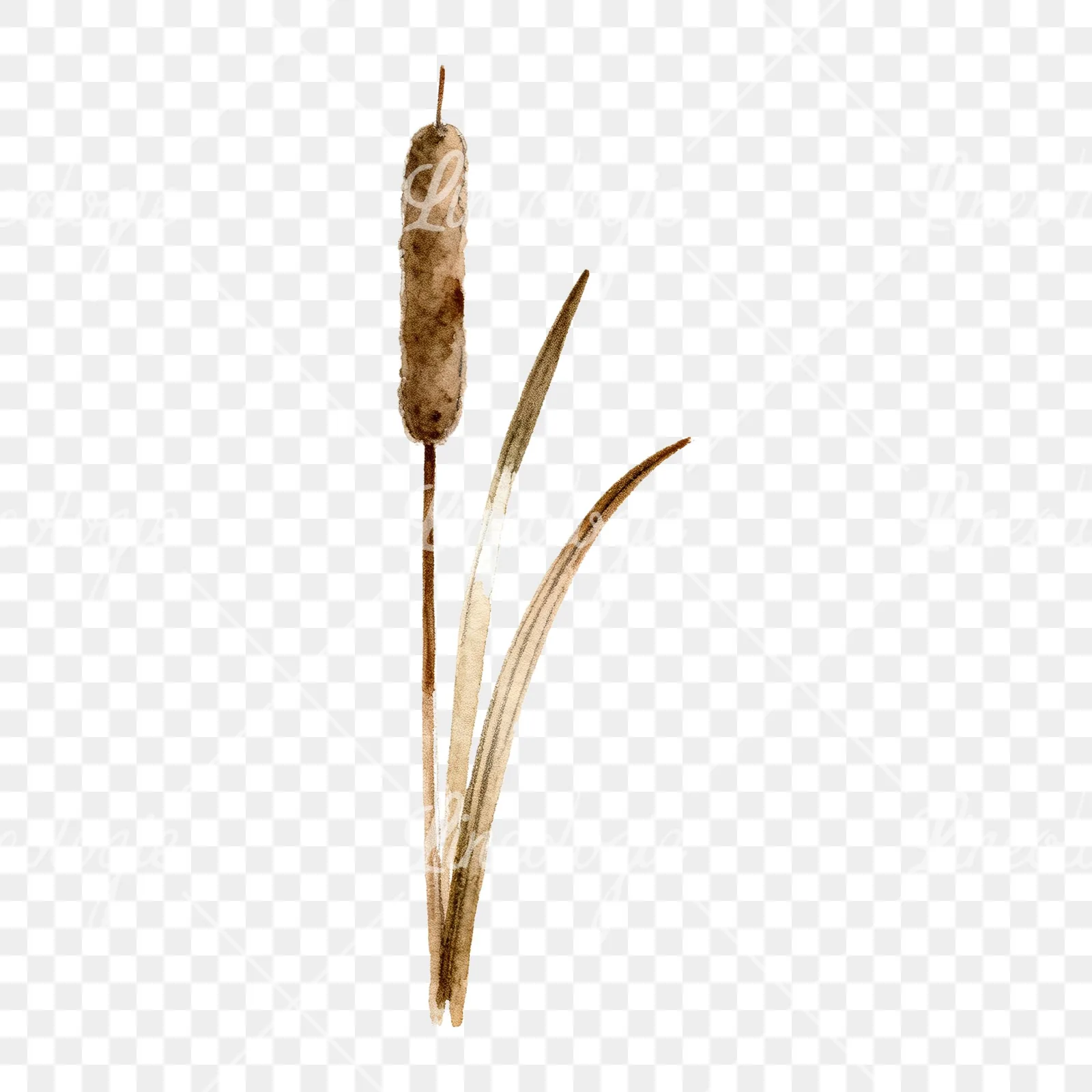 Watercolor reed and cattail clipart 7 of 8 on a transparent background (PNG)