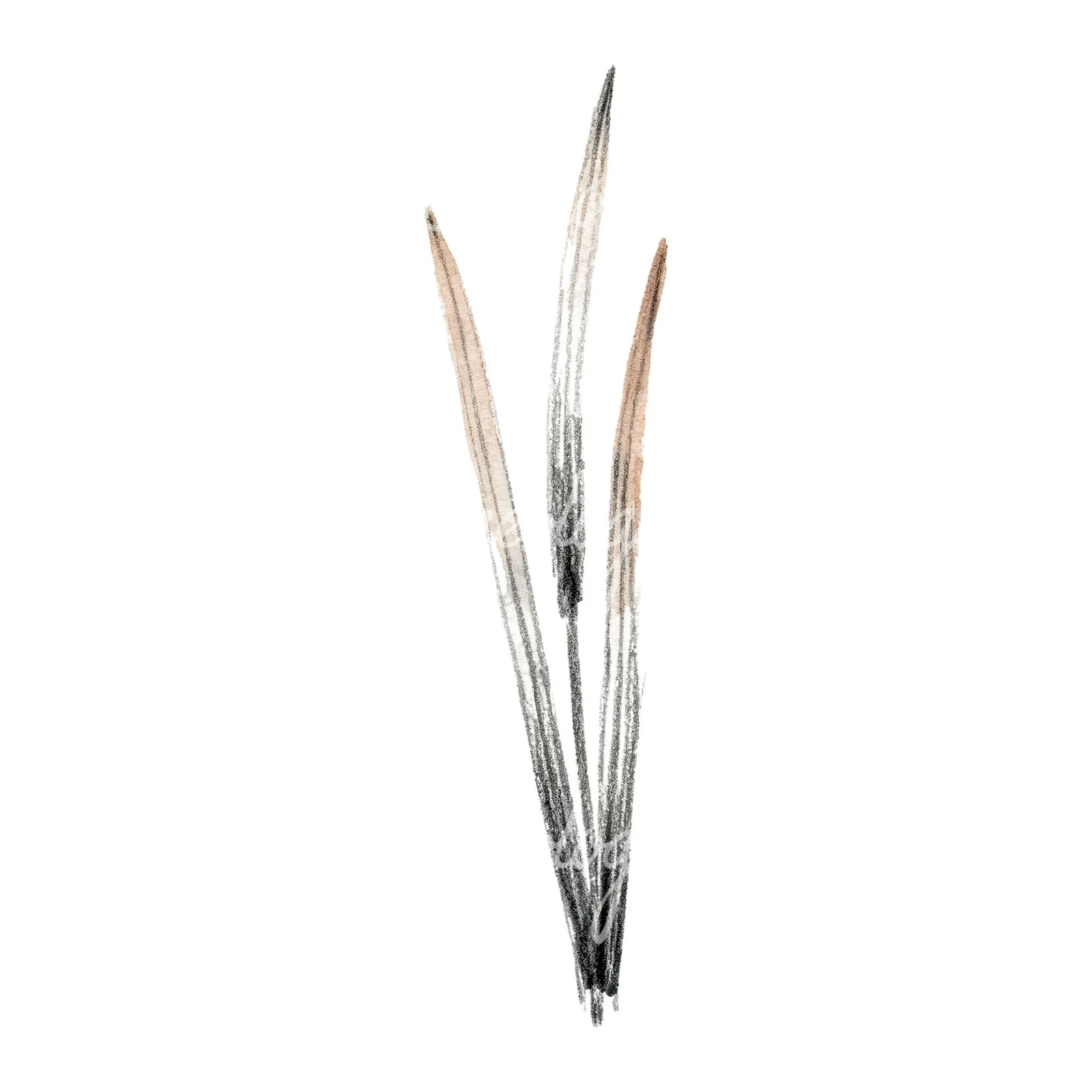 Watercolor reed and cattail clipart 8 of 8 on a white background (JPG)