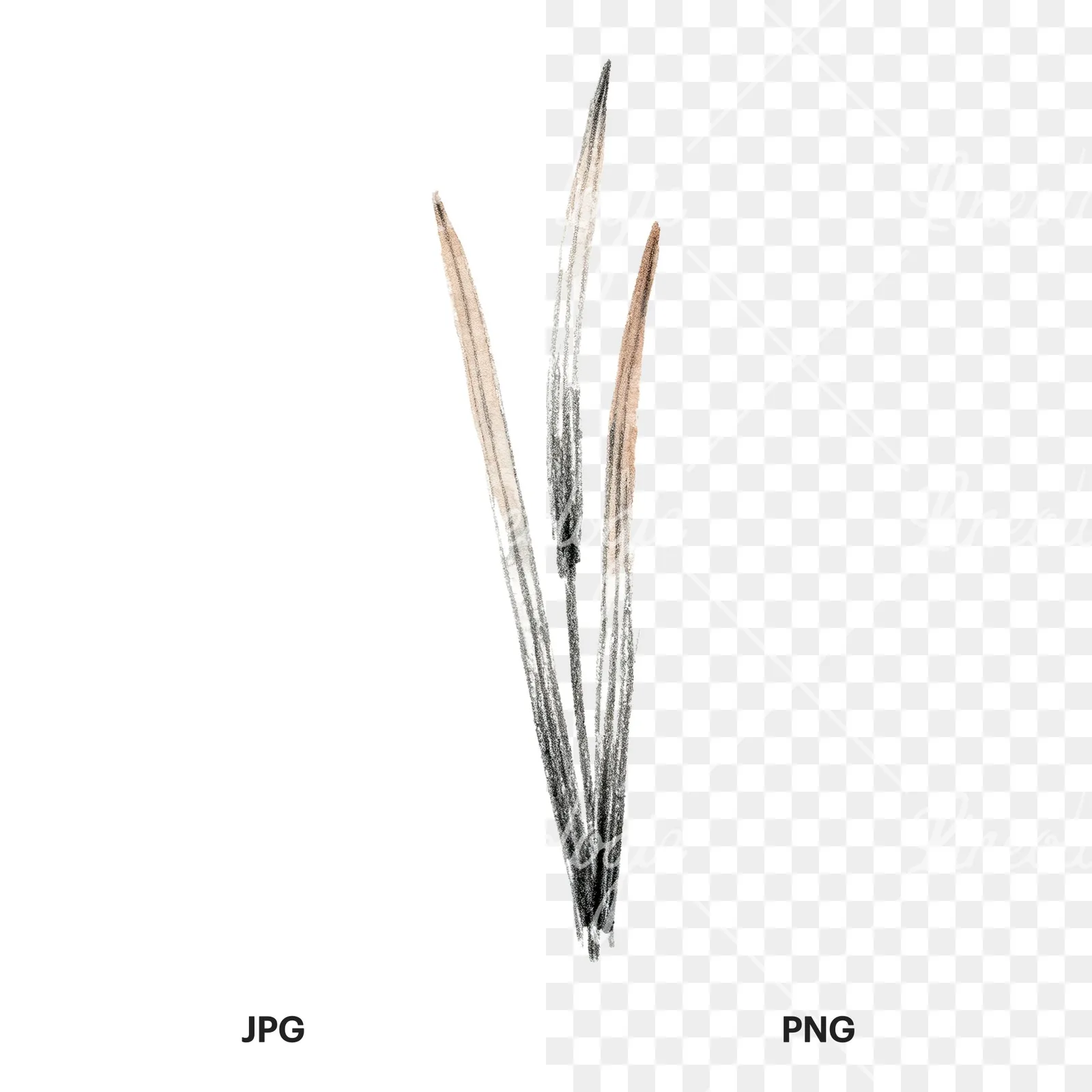 Watercolor reed and cattail clipart 8 of 8, as a JPG on white and a transparent PNG
