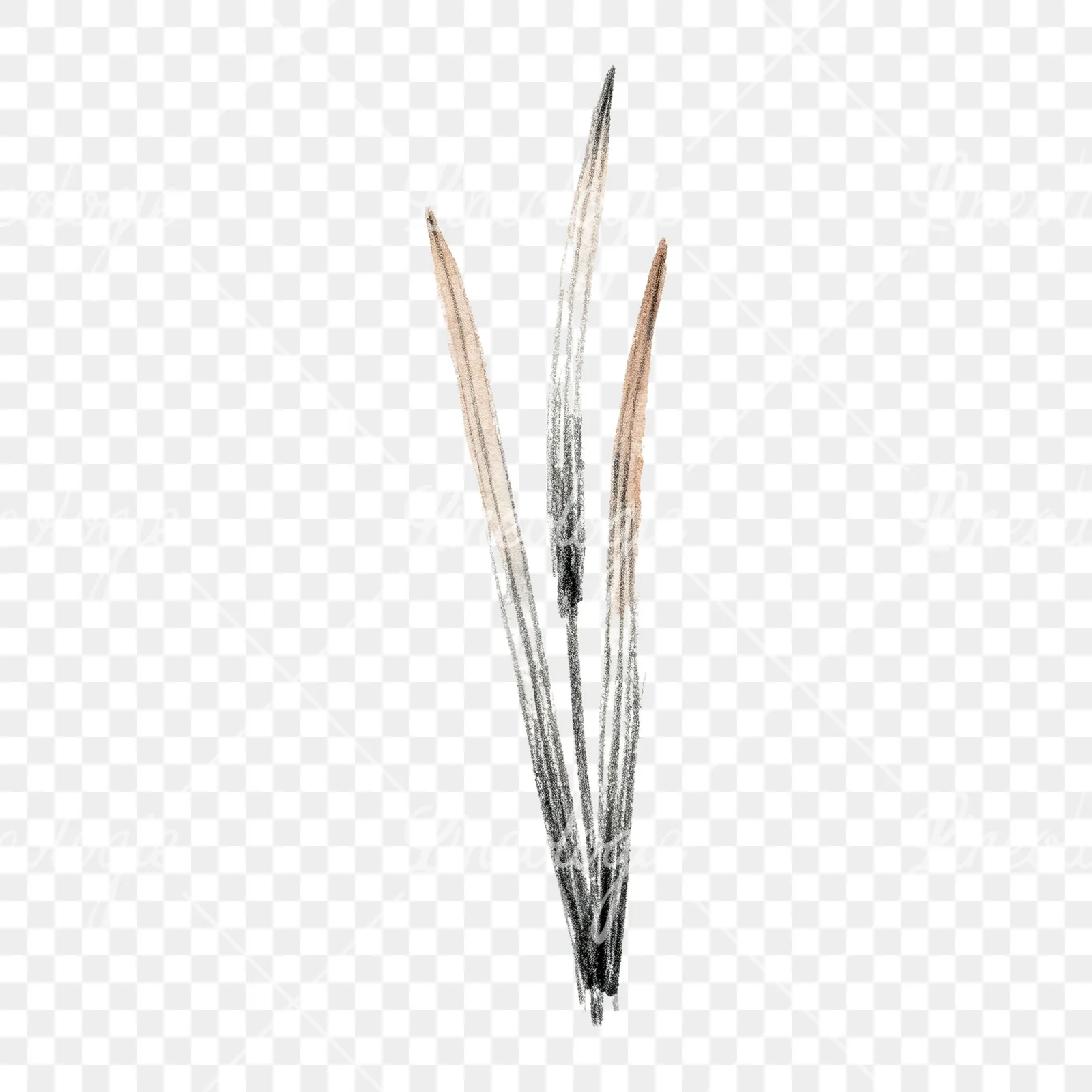 Watercolor reed and cattail clipart 8 of 8 on a transparent background (PNG)