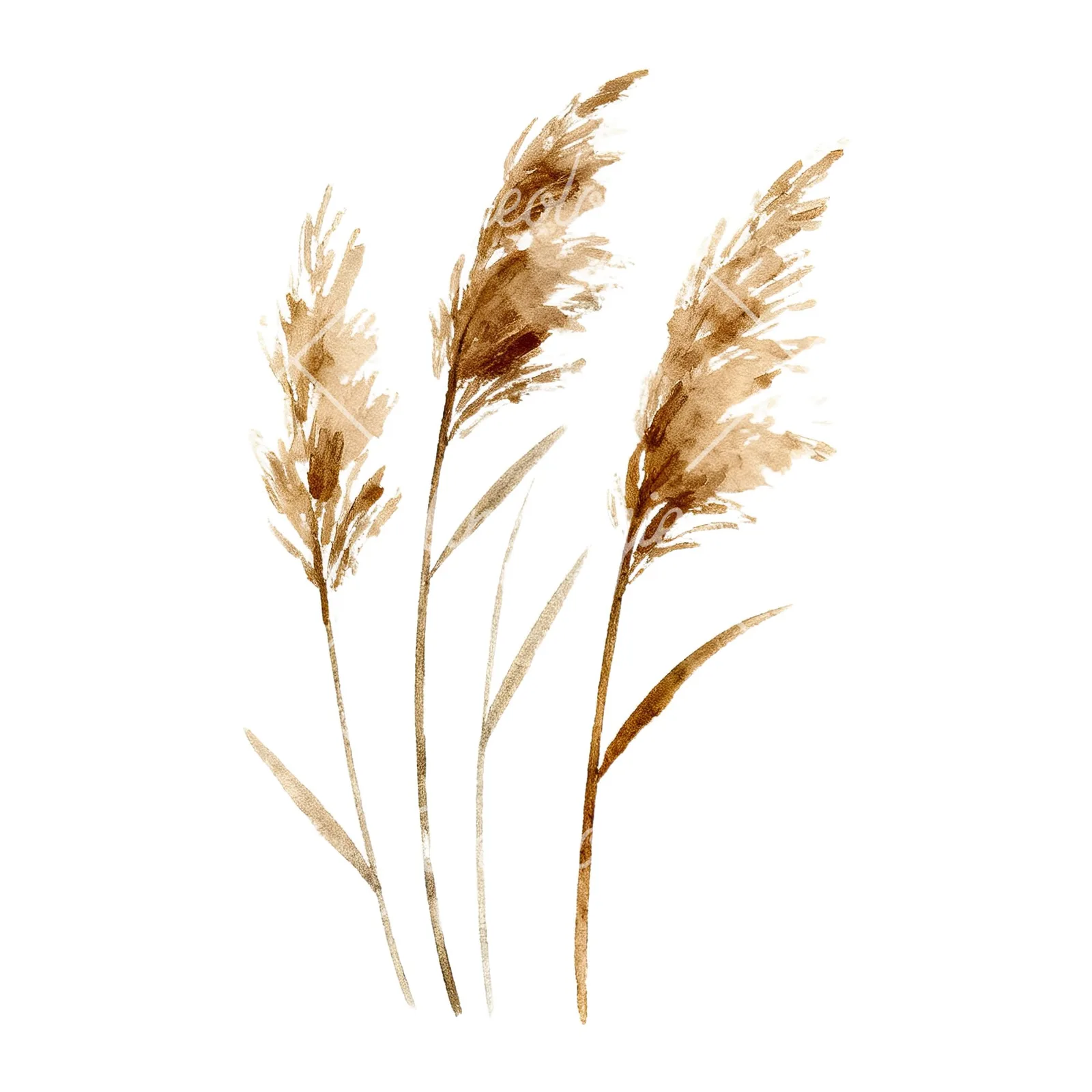 Watercolor dried grass clipart 1 of 9 on a white background (JPG)