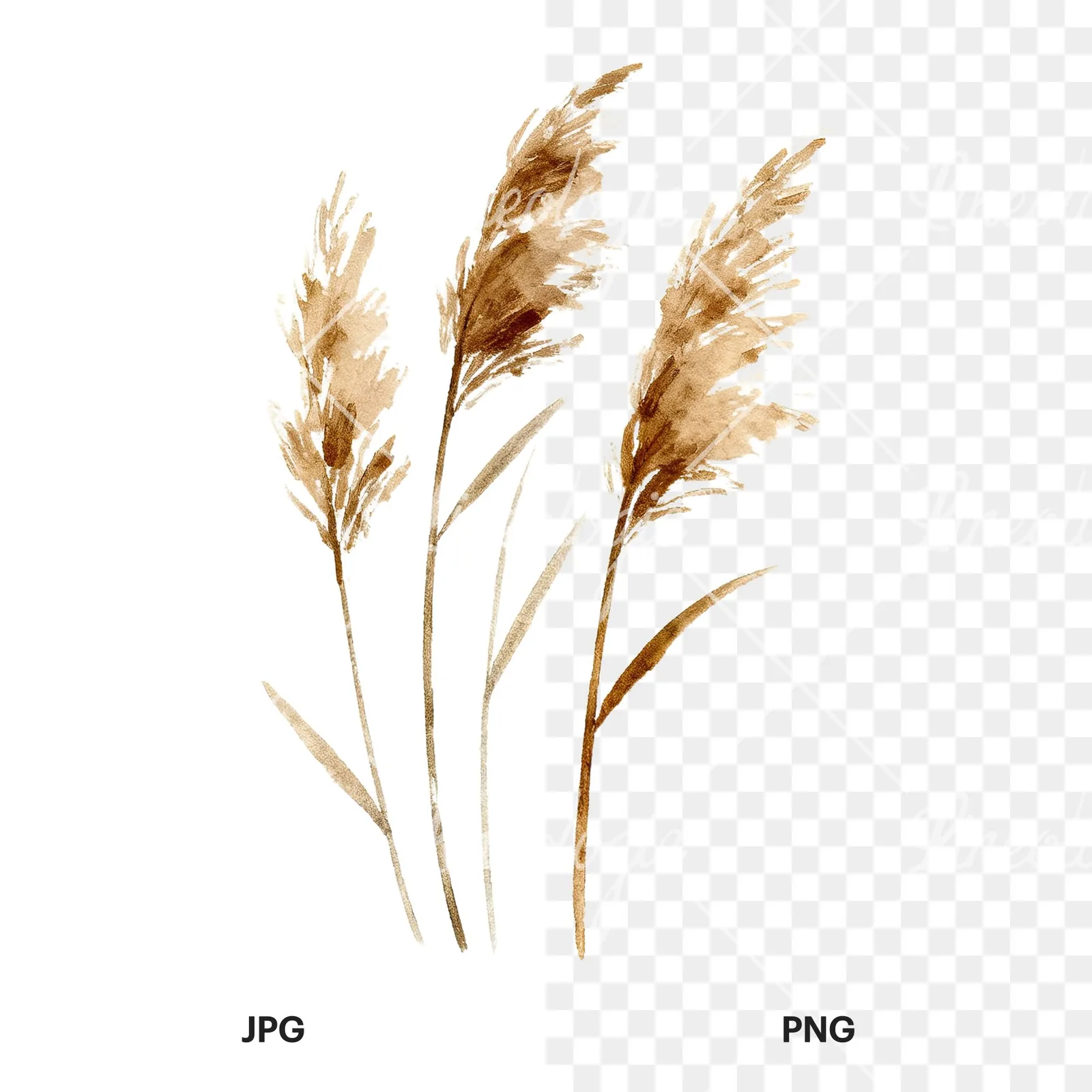 Watercolor dried grass clipart 1 of 9, as a JPG on white and a transparent PNG