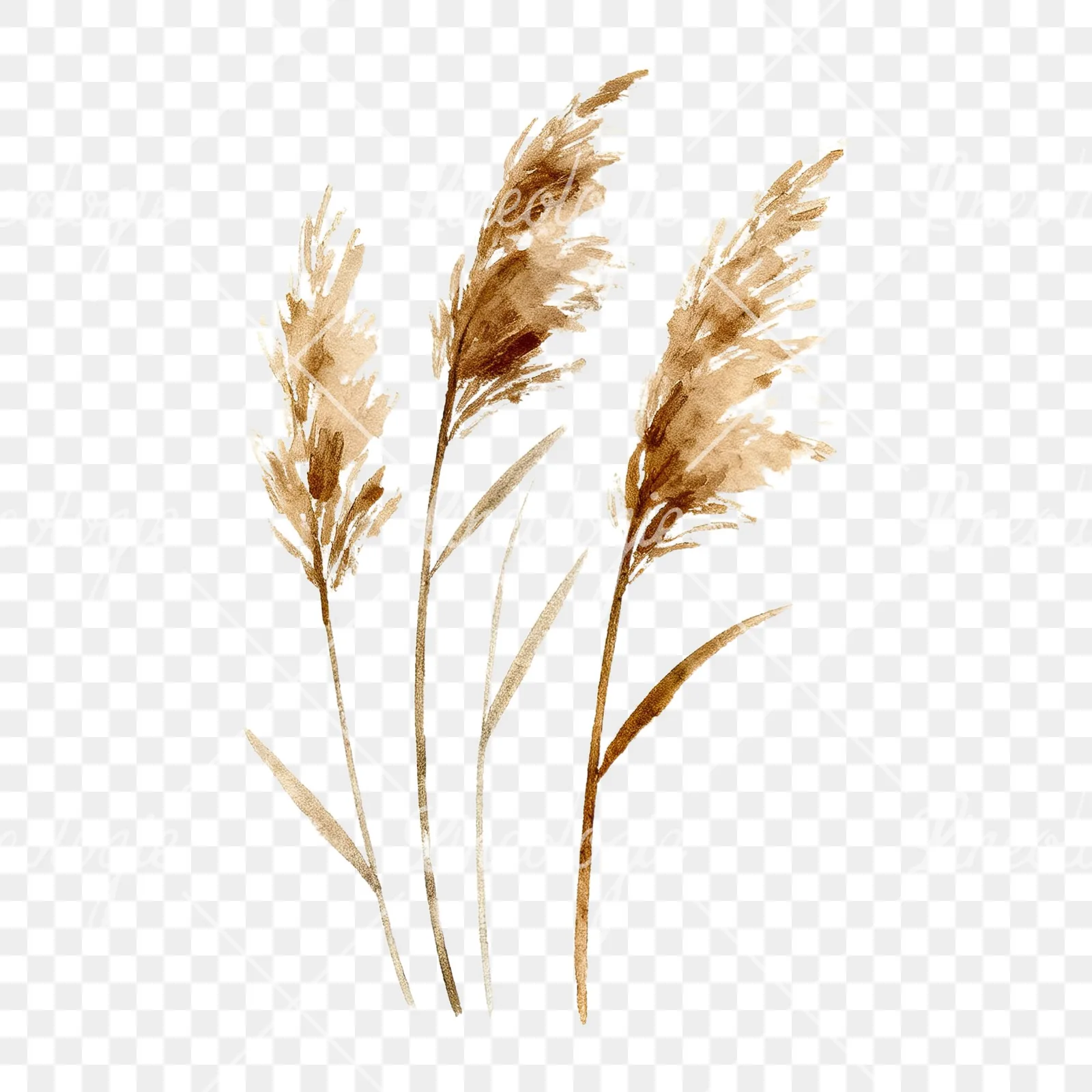 Watercolor dried grass clipart 1 of 9 on a transparent background (PNG)