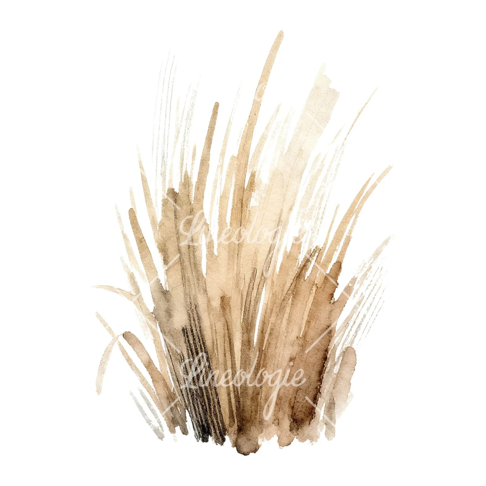 Watercolor dried grass clipart 2 of 9 on a white background (JPG)