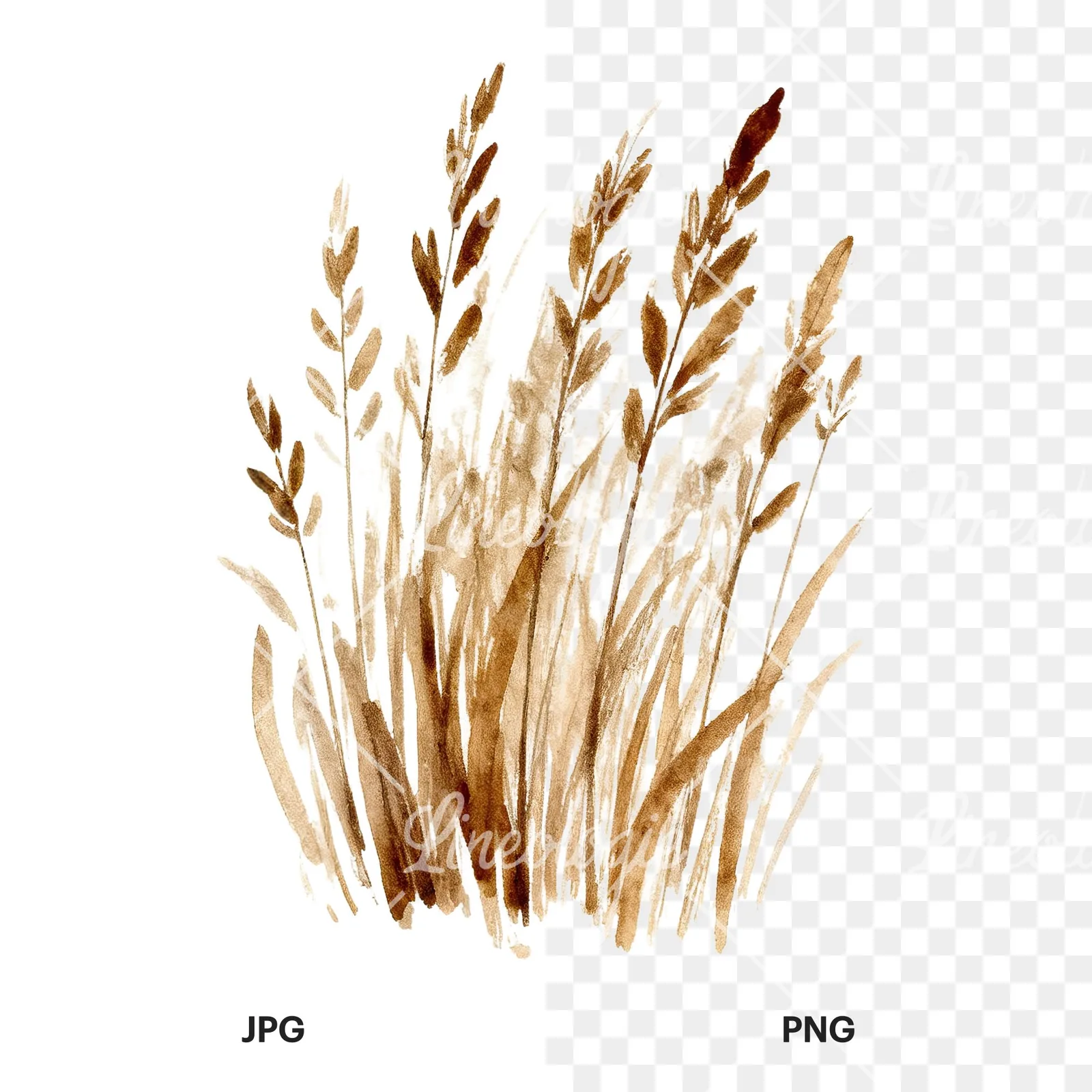 Watercolor dried grass clipart 4 of 9, as a JPG on white and a transparent PNG