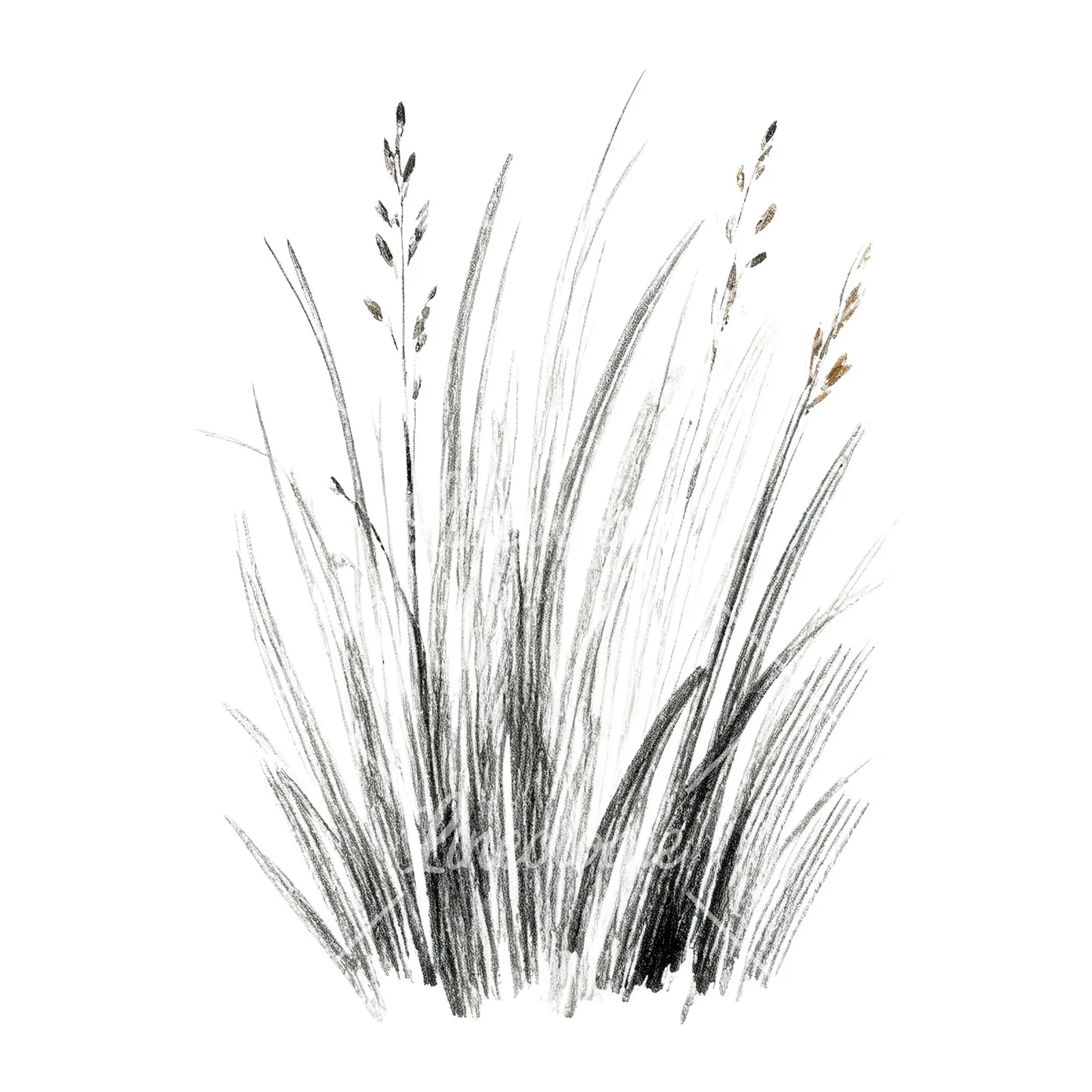 Watercolor dried grass clipart 8 of 9 on a white background (JPG)