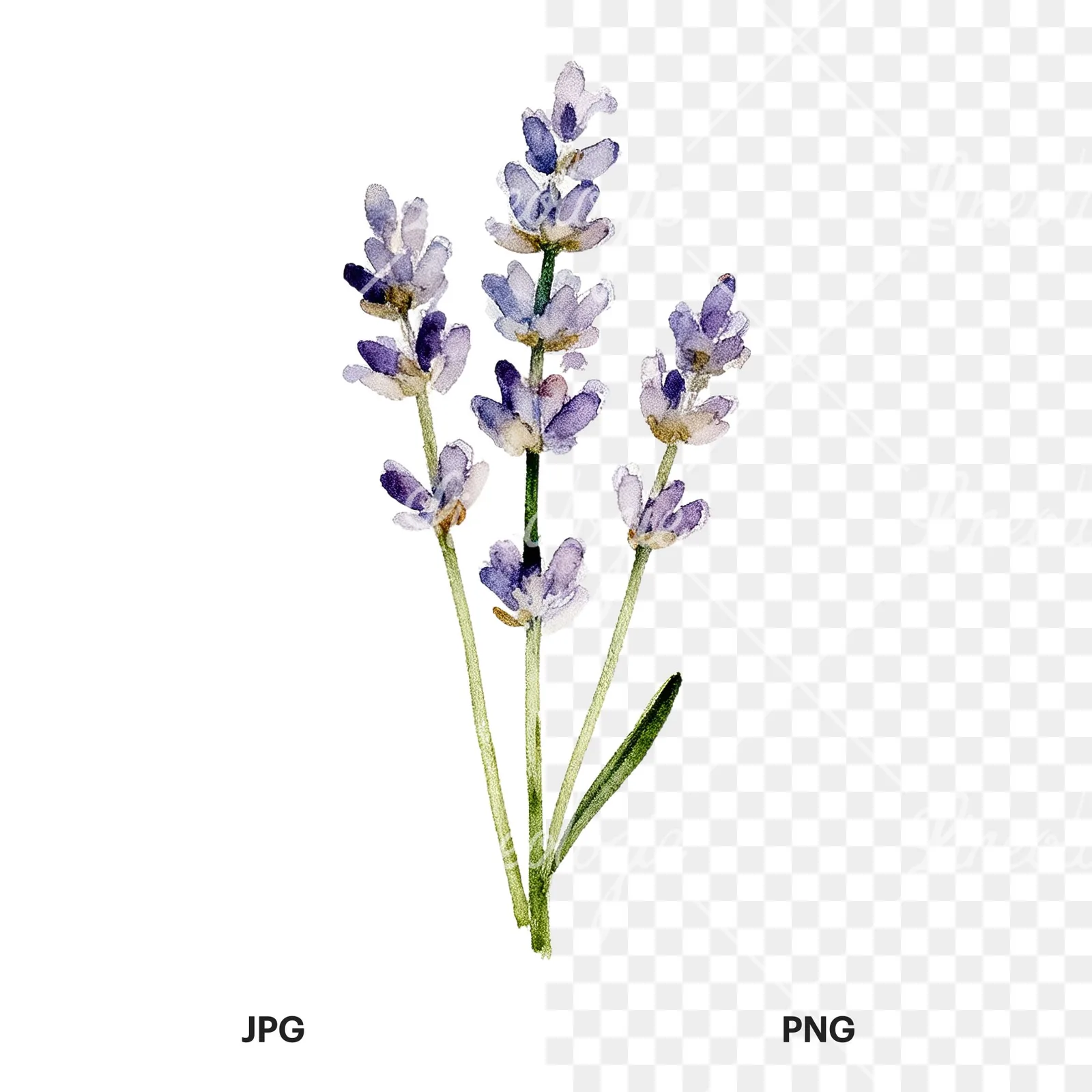 Watercolor dense purple lavender sprig clipart 1 of 9, as a JPG on white and a transparent PNG