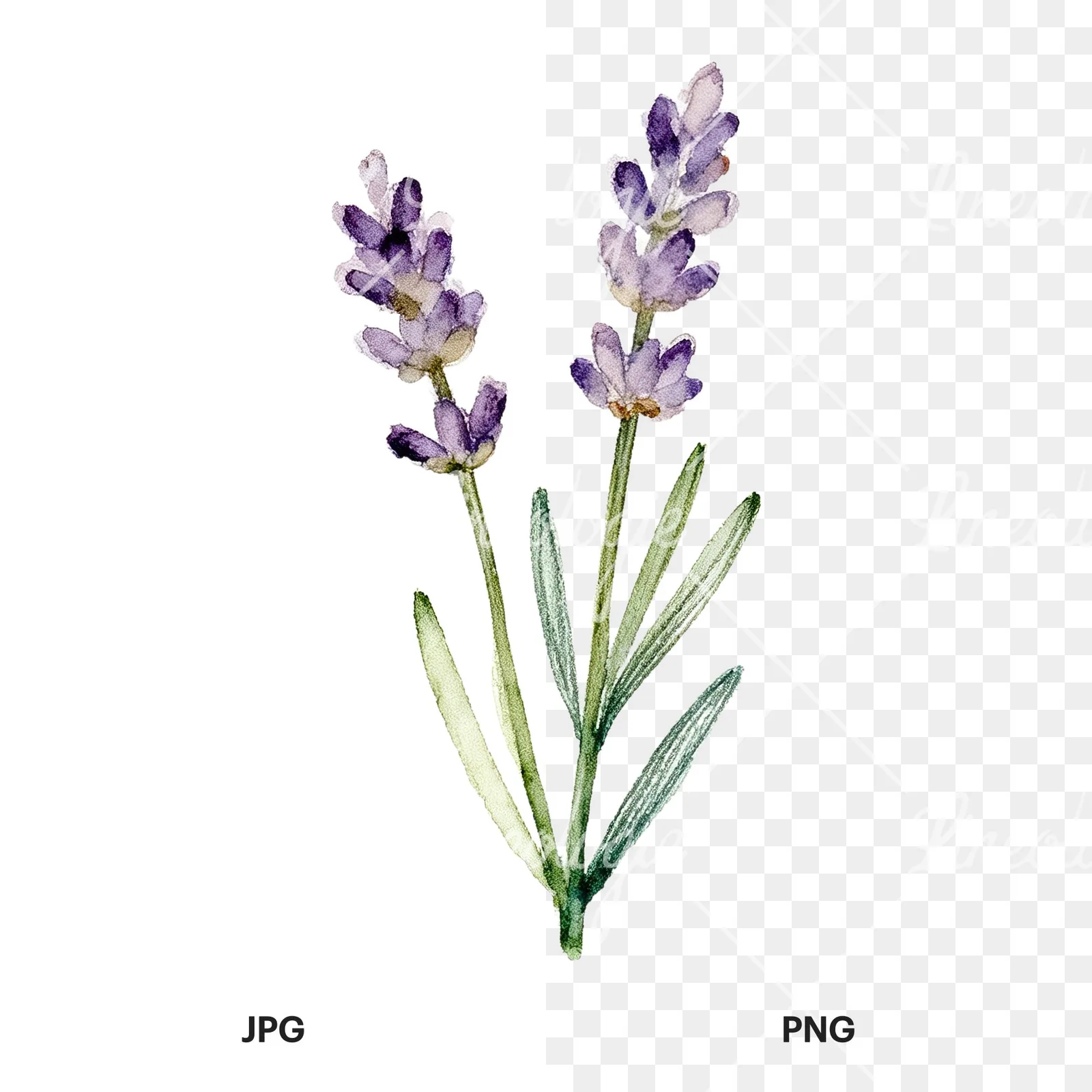 Watercolor dense purple lavender sprig clipart 2 of 9, as a JPG on white and a transparent PNG
