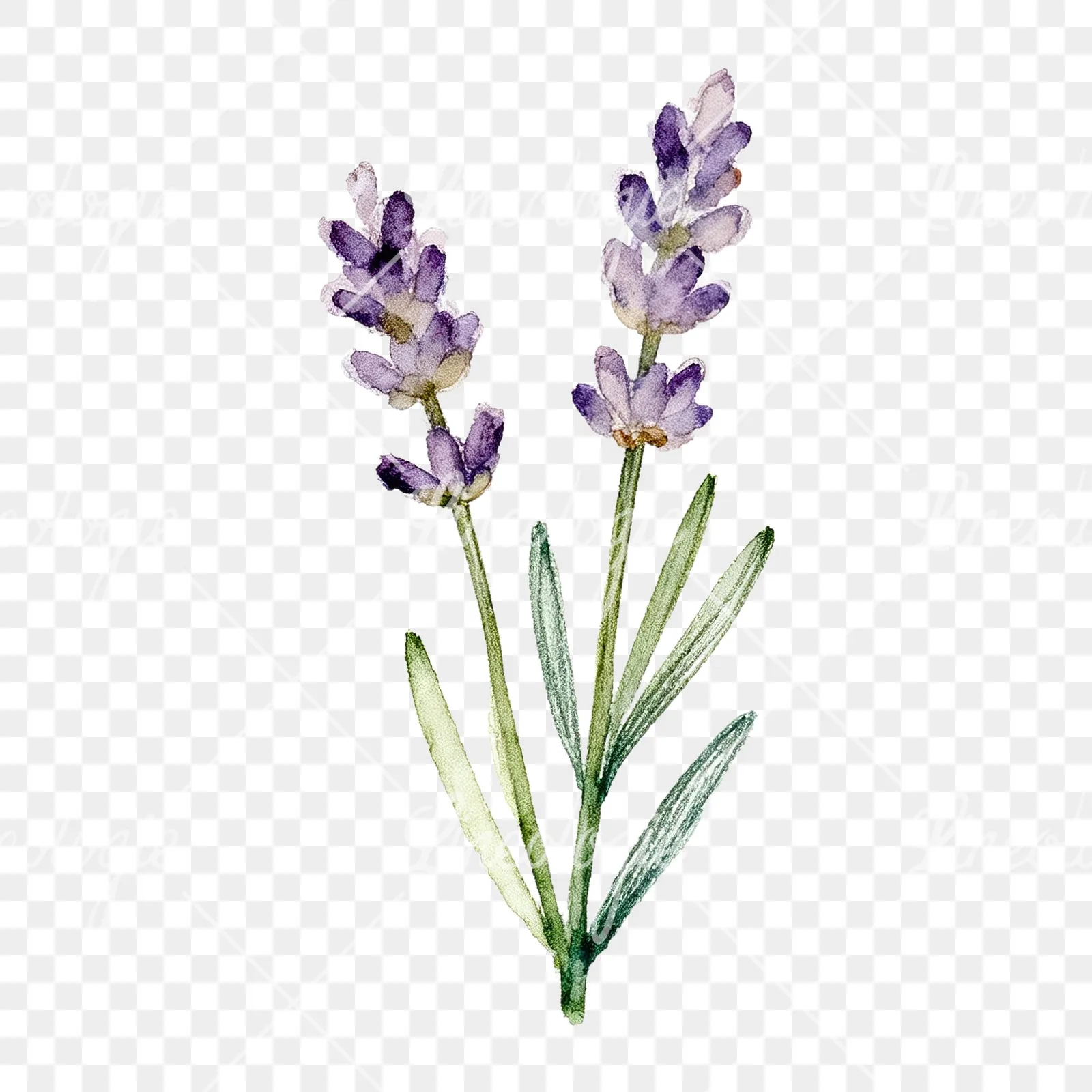 Watercolor dense purple lavender sprig clipart 2 of 9 on a transparent background (PNG)