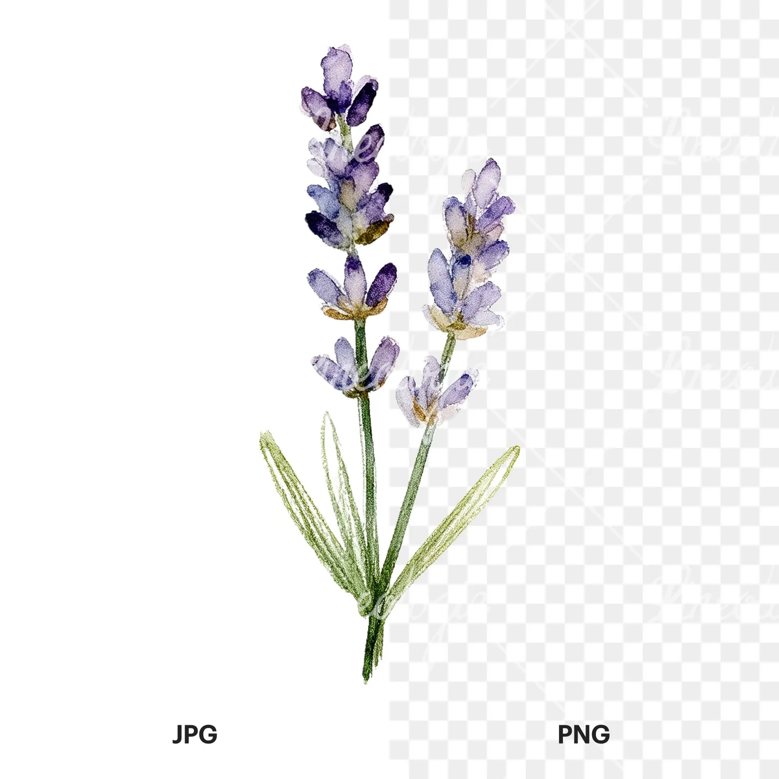 Watercolor dense purple lavender sprig clipart 3 of 9, as a JPG on white and a transparent PNG