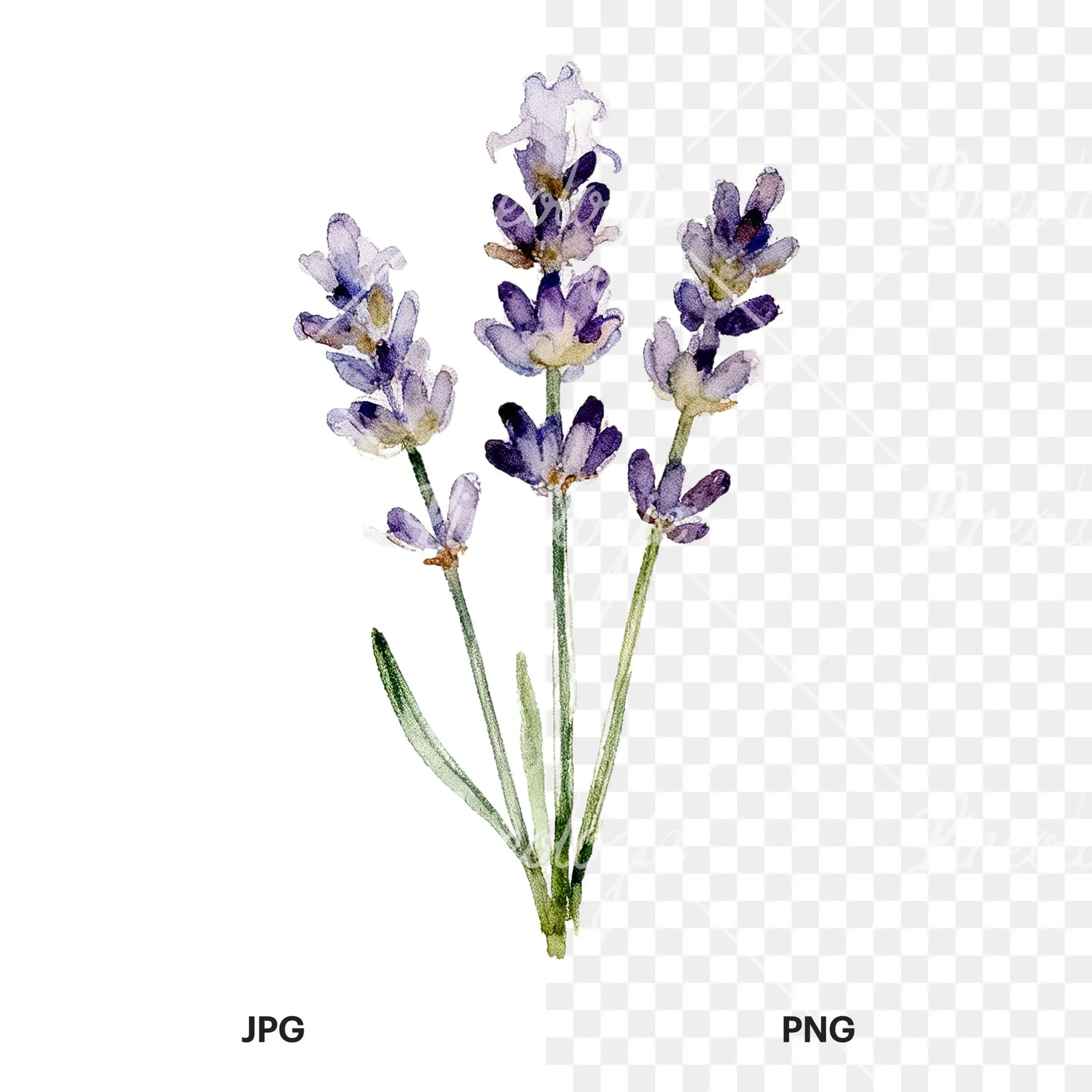 Watercolor dense purple lavender sprig clipart 4 of 9, as a JPG on white and a transparent PNG