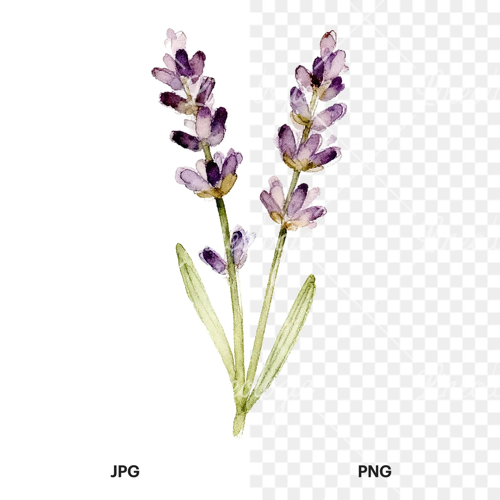 Watercolor dense purple lavender sprig clipart 5 of 9, as a JPG on white and a transparent PNG