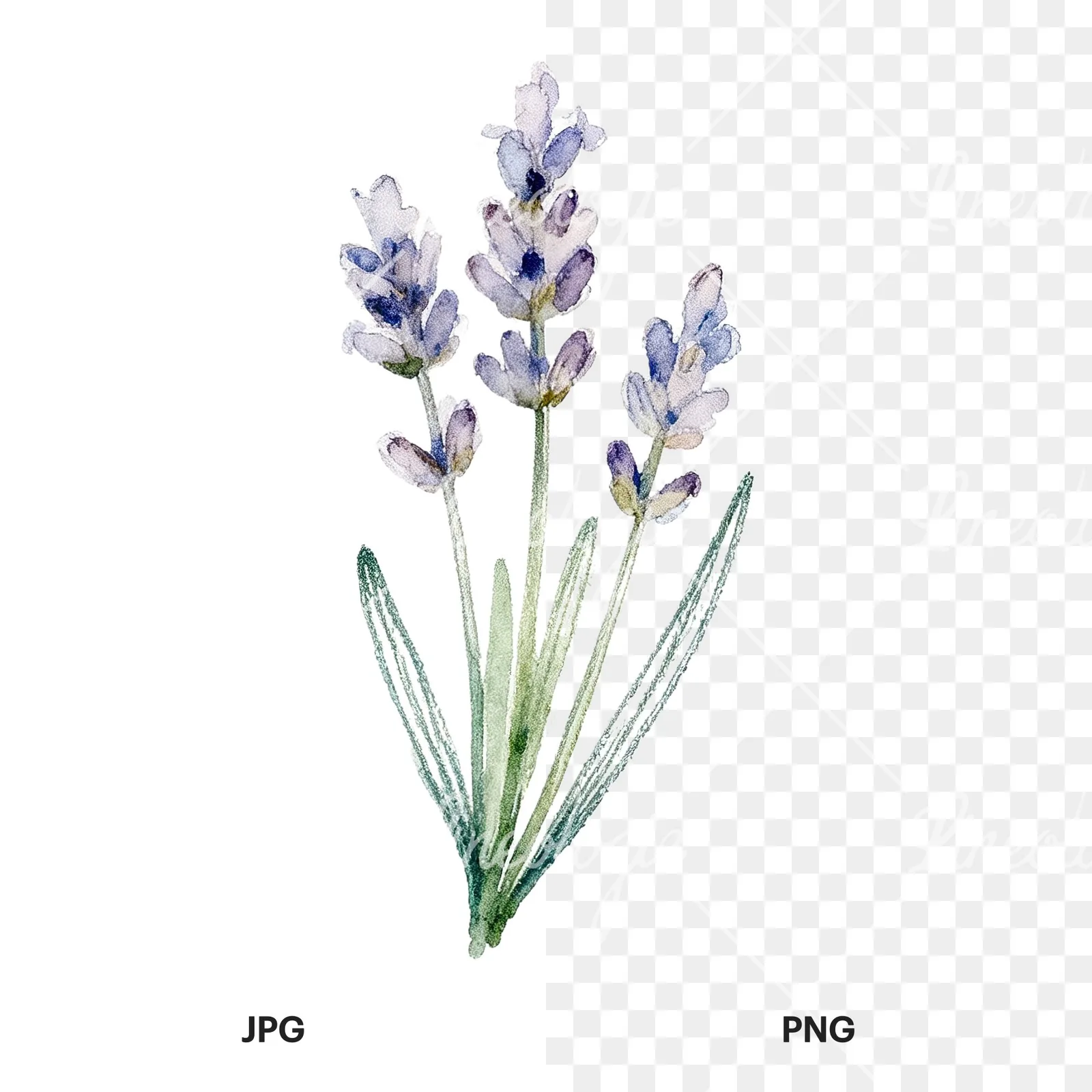 Watercolor dense purple lavender sprig clipart 6 of 9, as a JPG on white and a transparent PNG