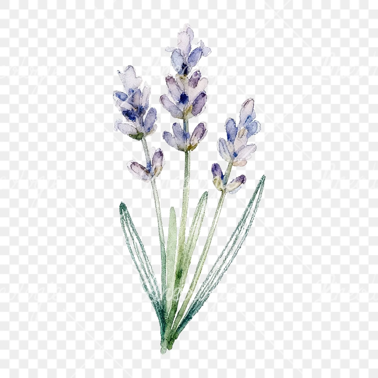 Watercolor dense purple lavender sprig clipart 6 of 9 on a transparent background (PNG)