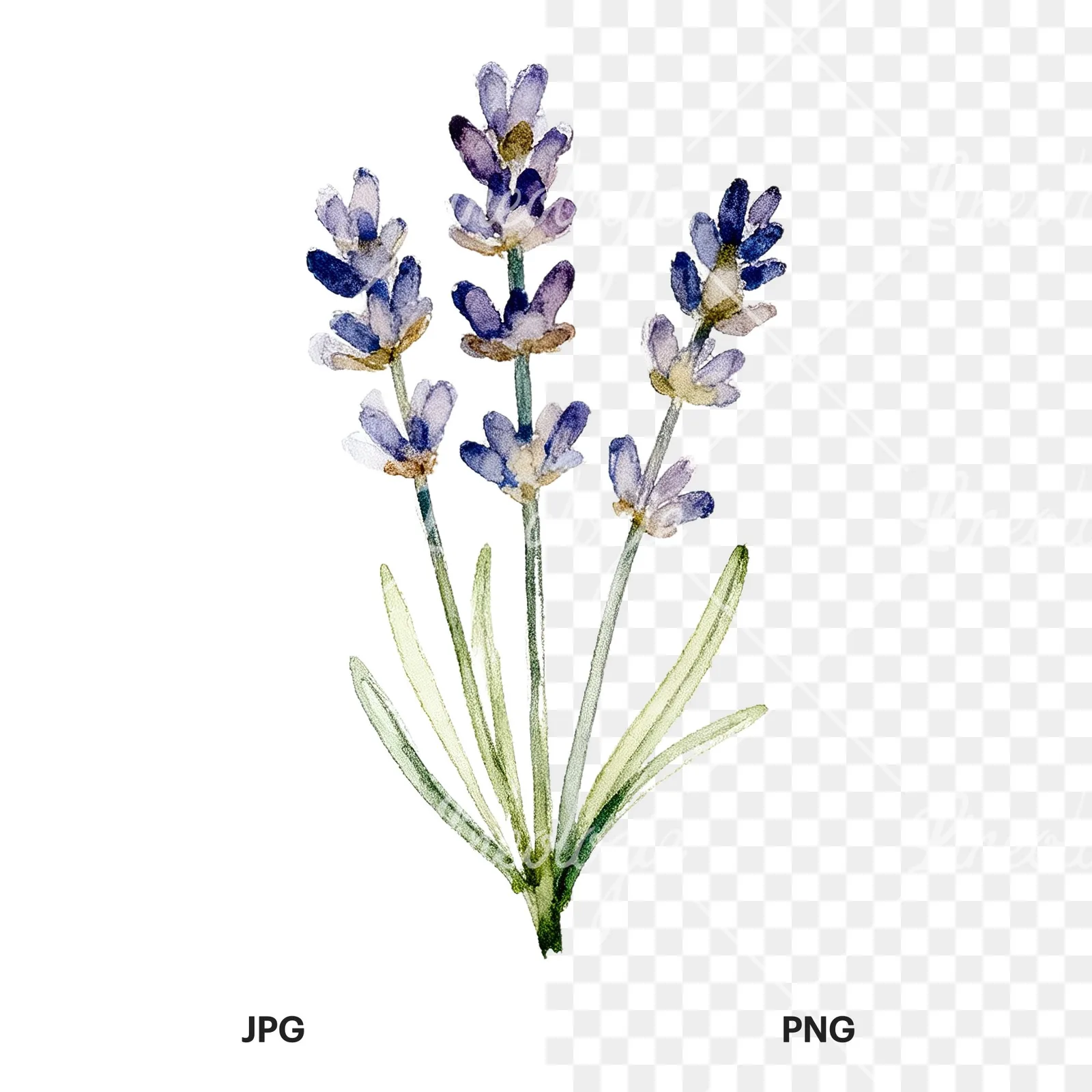 Watercolor dense purple lavender sprig clipart 7 of 9, as a JPG on white and a transparent PNG