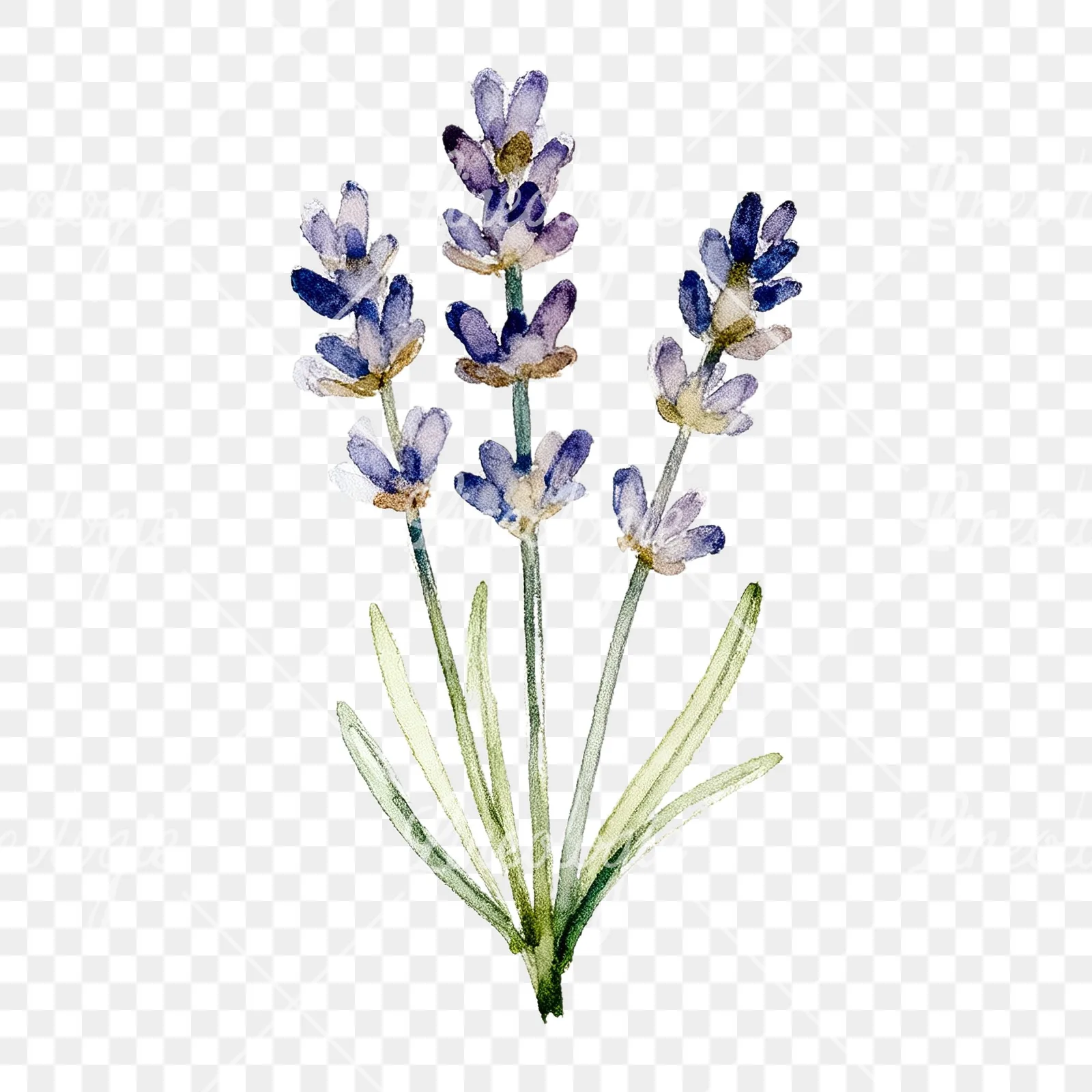 Watercolor dense purple lavender sprig clipart 7 of 9 on a transparent background (PNG)