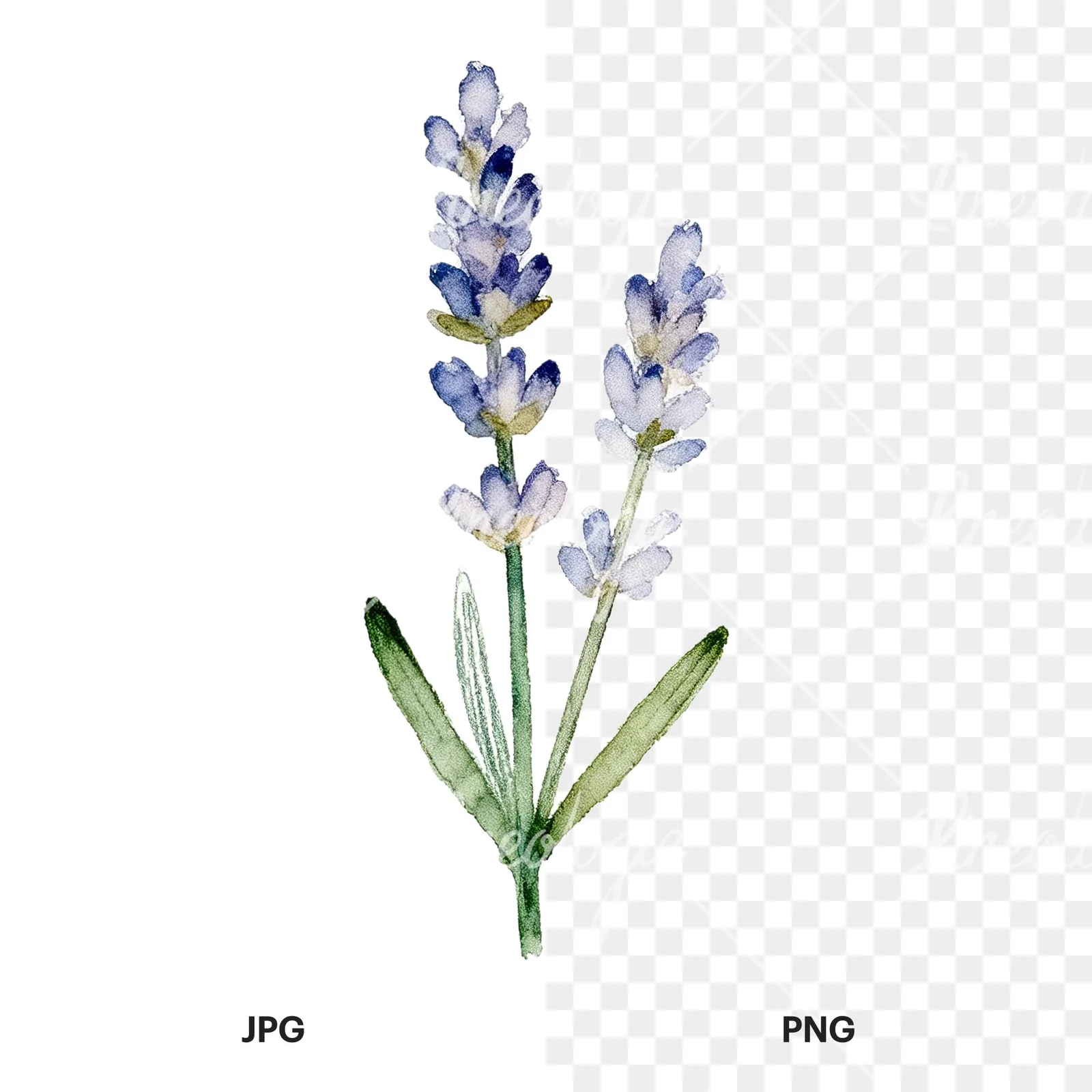 Watercolor dense purple lavender sprig clipart 8 of 9, as a JPG on white and a transparent PNG