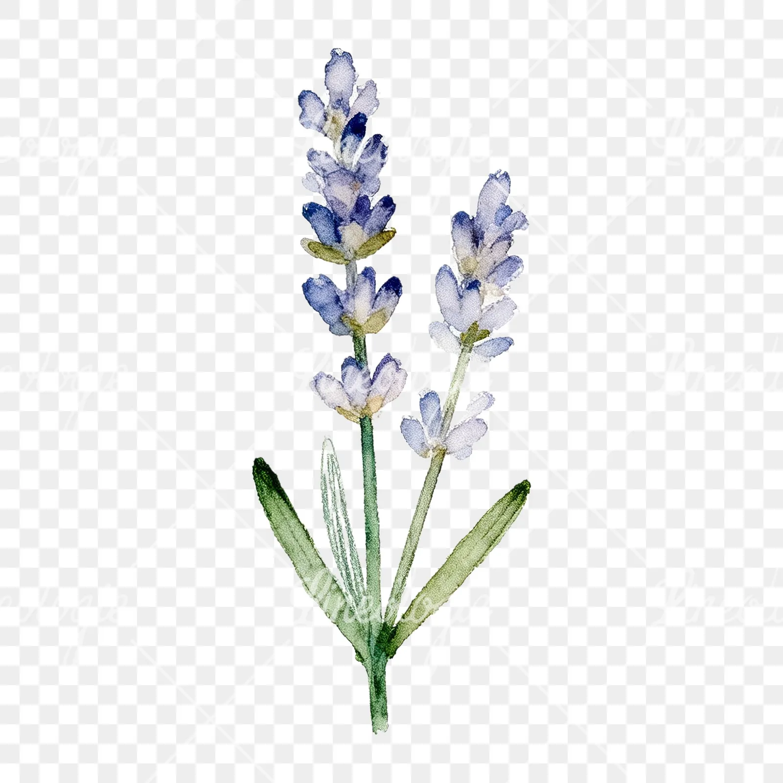 Watercolor dense purple lavender sprig clipart 8 of 9 on a transparent background (PNG)