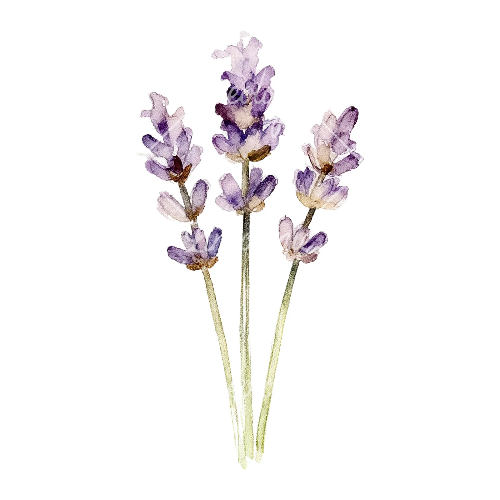 Watercolor dense purple lavender sprig clipart 9 of 9 on a white background (JPG)