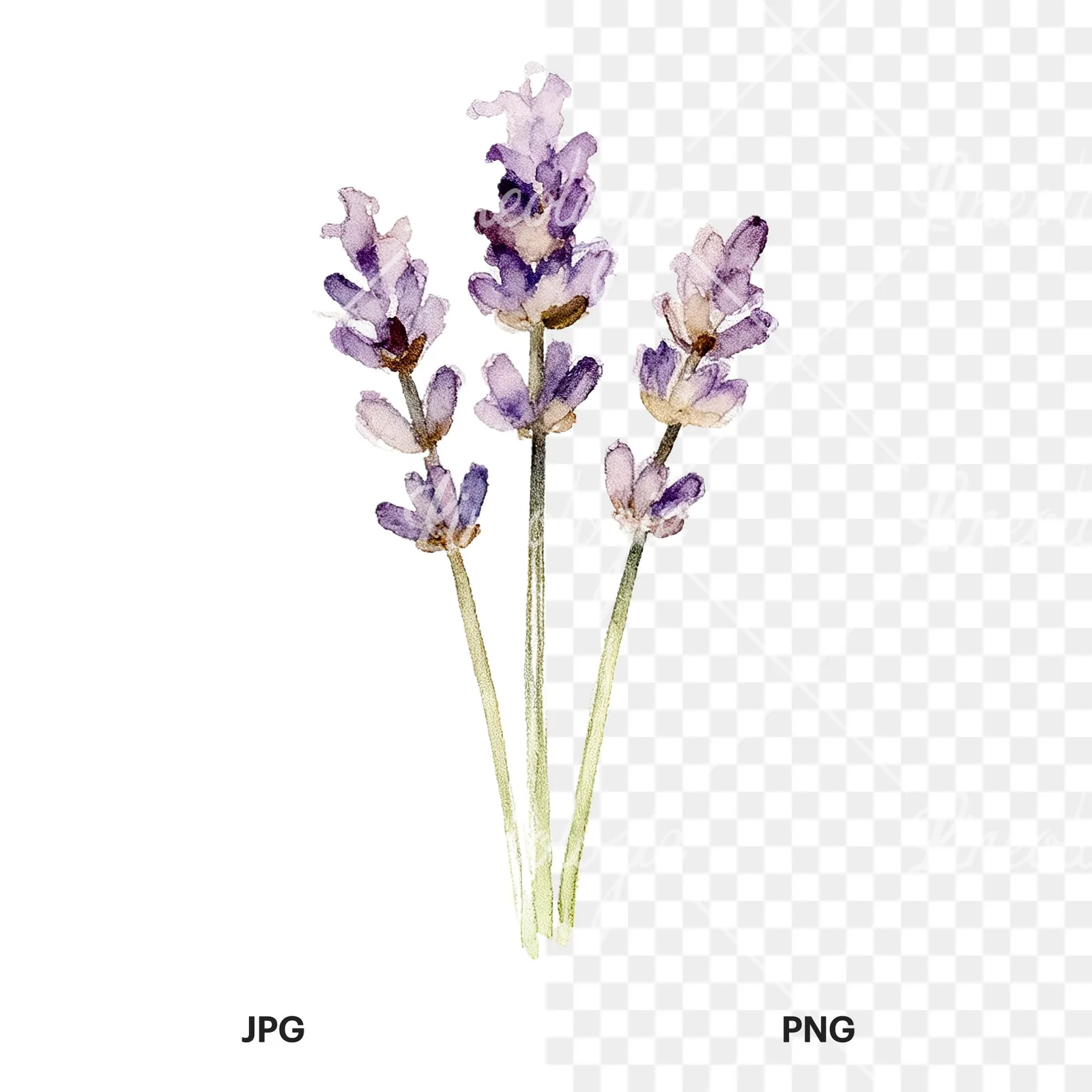 Watercolor dense purple lavender sprig clipart 9 of 9, as a JPG on white and a transparent PNG