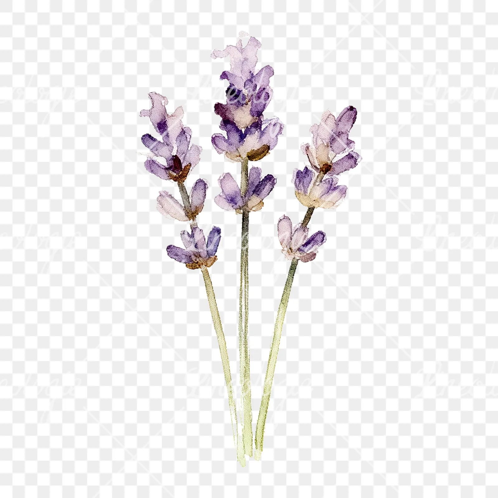 Watercolor dense purple lavender sprig clipart 9 of 9 on a transparent background (PNG)
