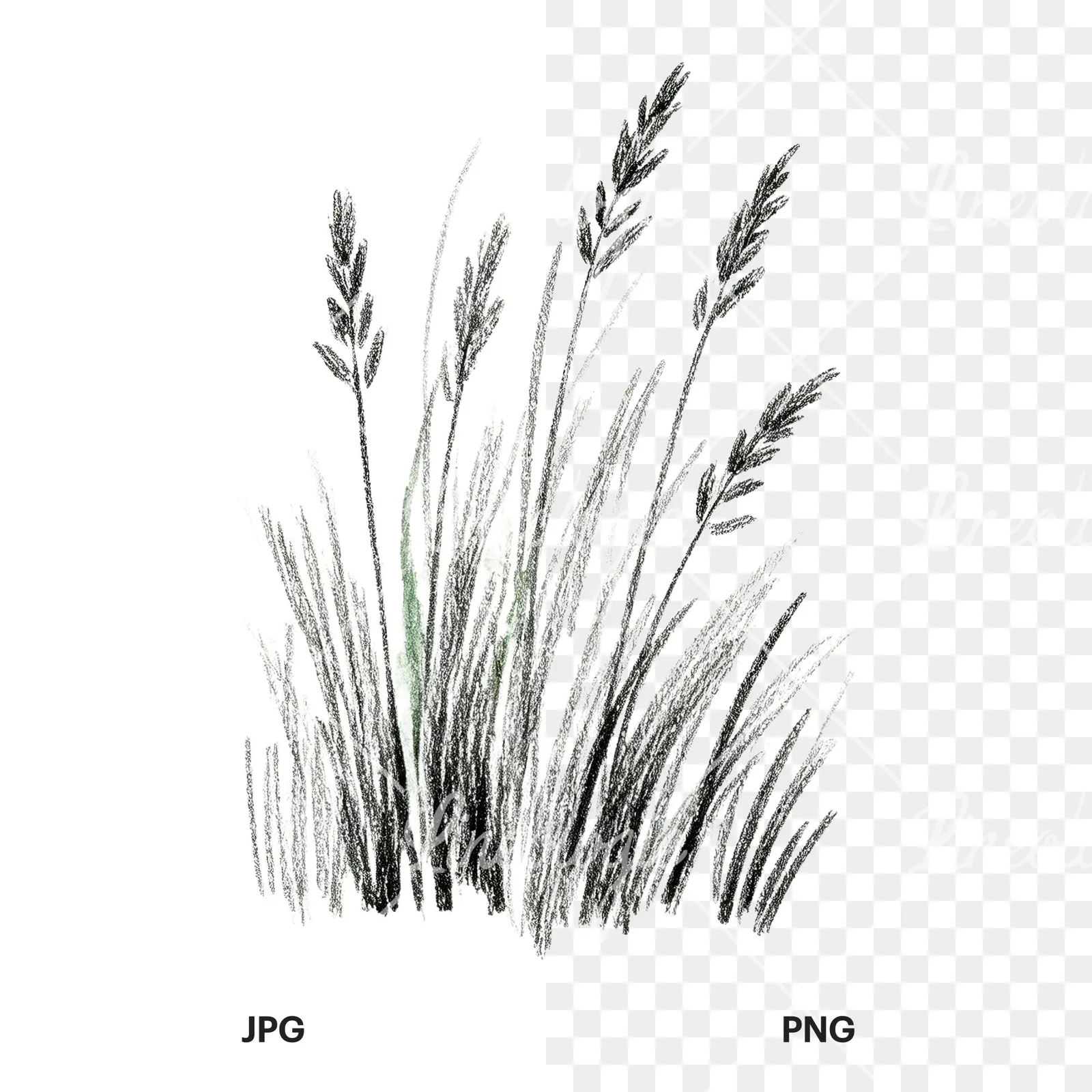 Watercolor tall meadow grass clipart 1 of 9, as a JPG on white and a transparent PNG