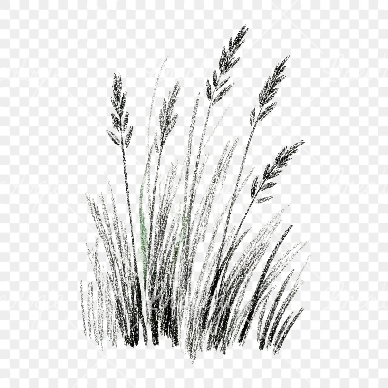 Watercolor tall meadow grass clipart 1 of 9 on a transparent background (PNG)
