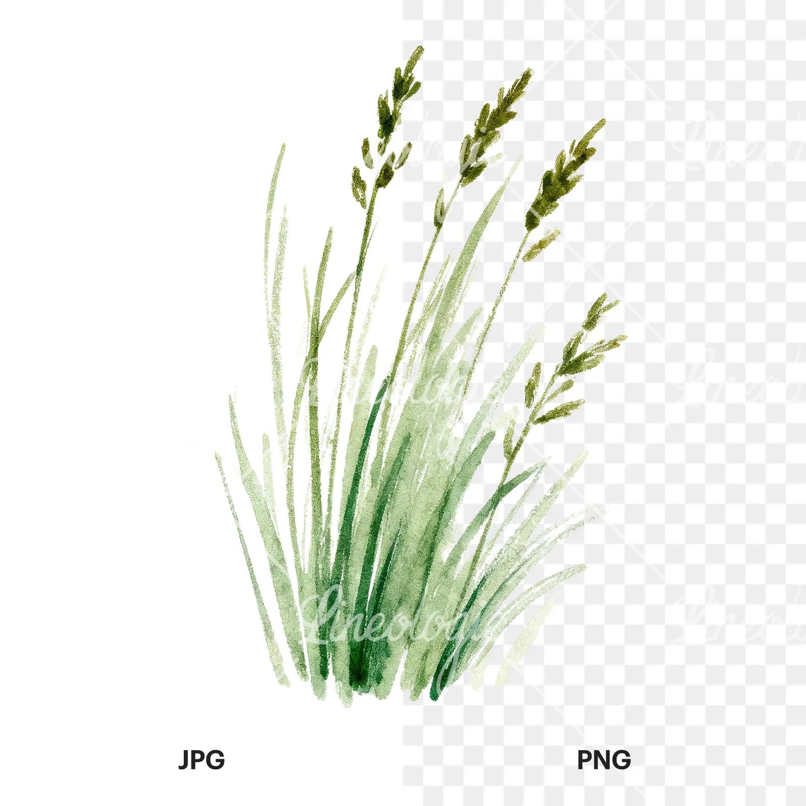 Watercolor tall meadow grass clipart 2 of 9, as a JPG on white and a transparent PNG
