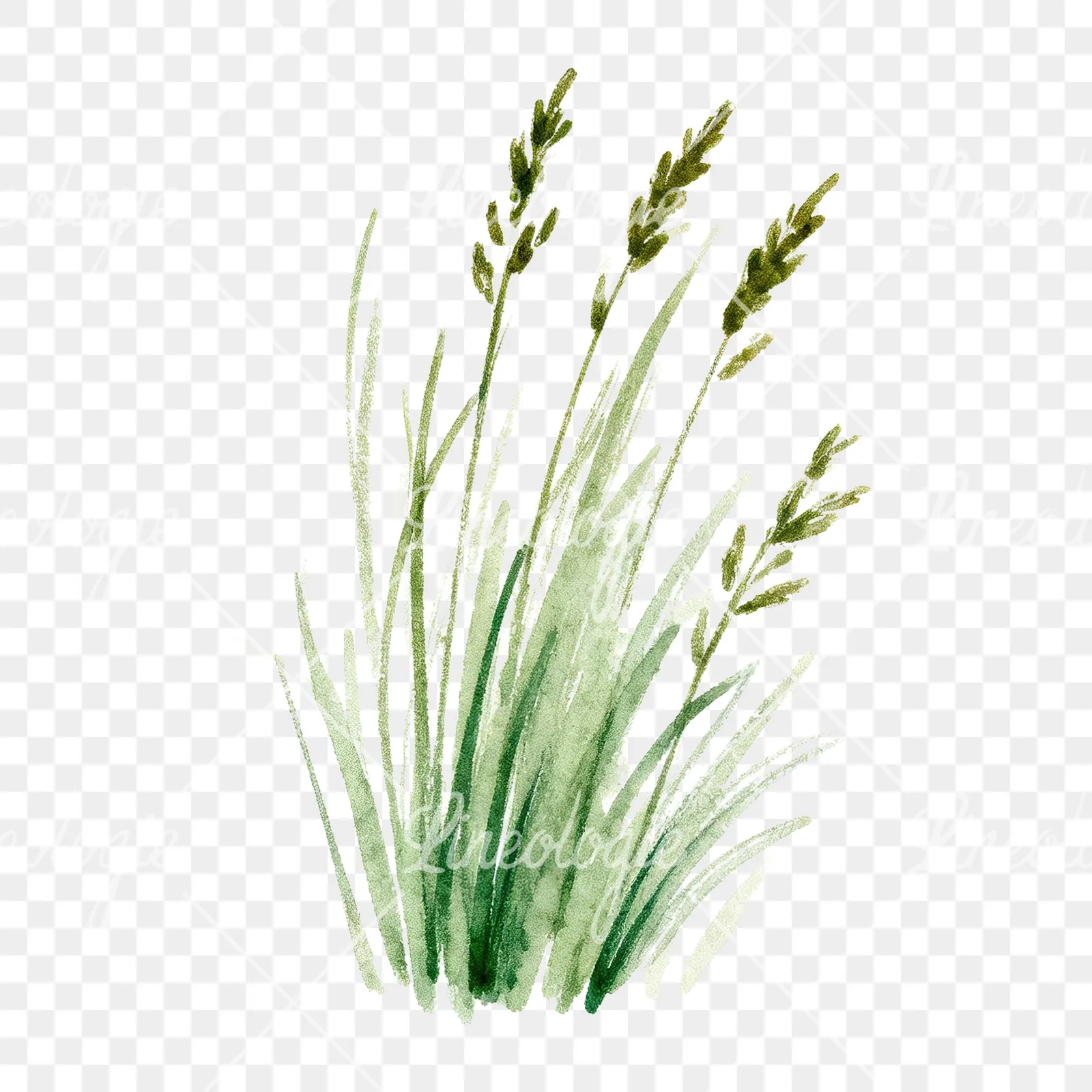 Watercolor tall meadow grass clipart 2 of 9 on a transparent background (PNG)