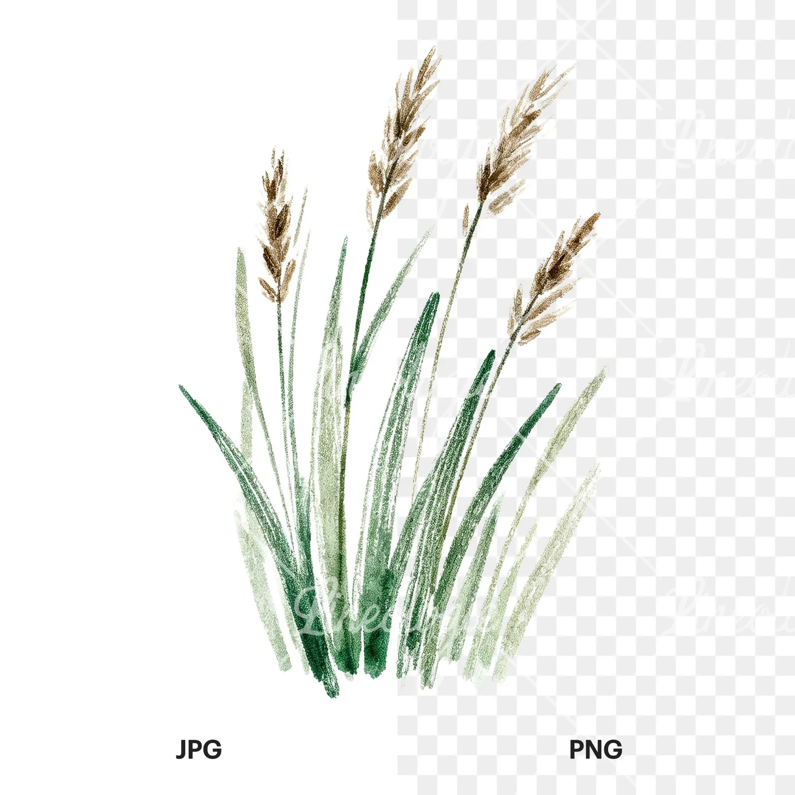 Watercolor tall meadow grass clipart 3 of 9, as a JPG on white and a transparent PNG