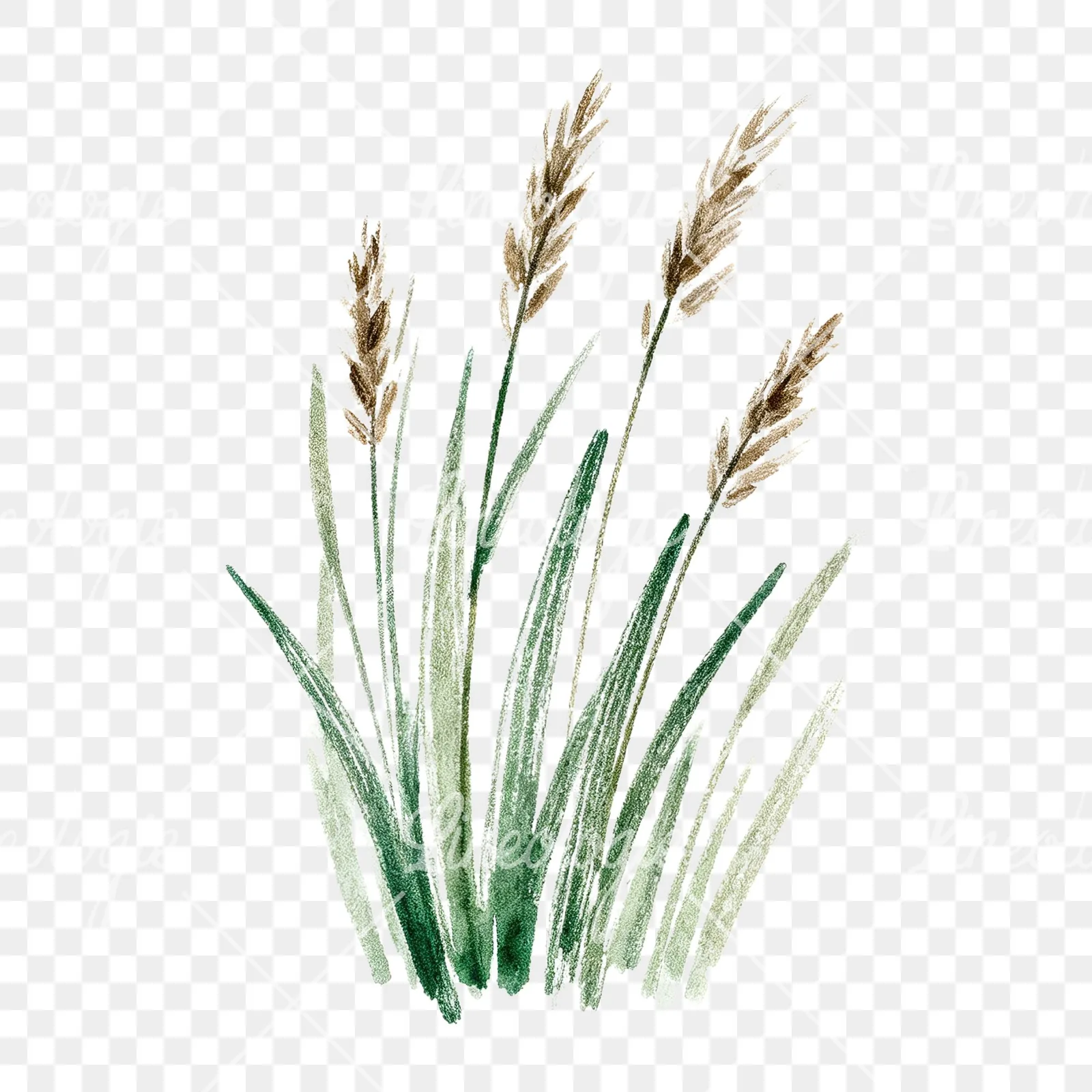 Watercolor tall meadow grass clipart 3 of 9 on a transparent background (PNG)