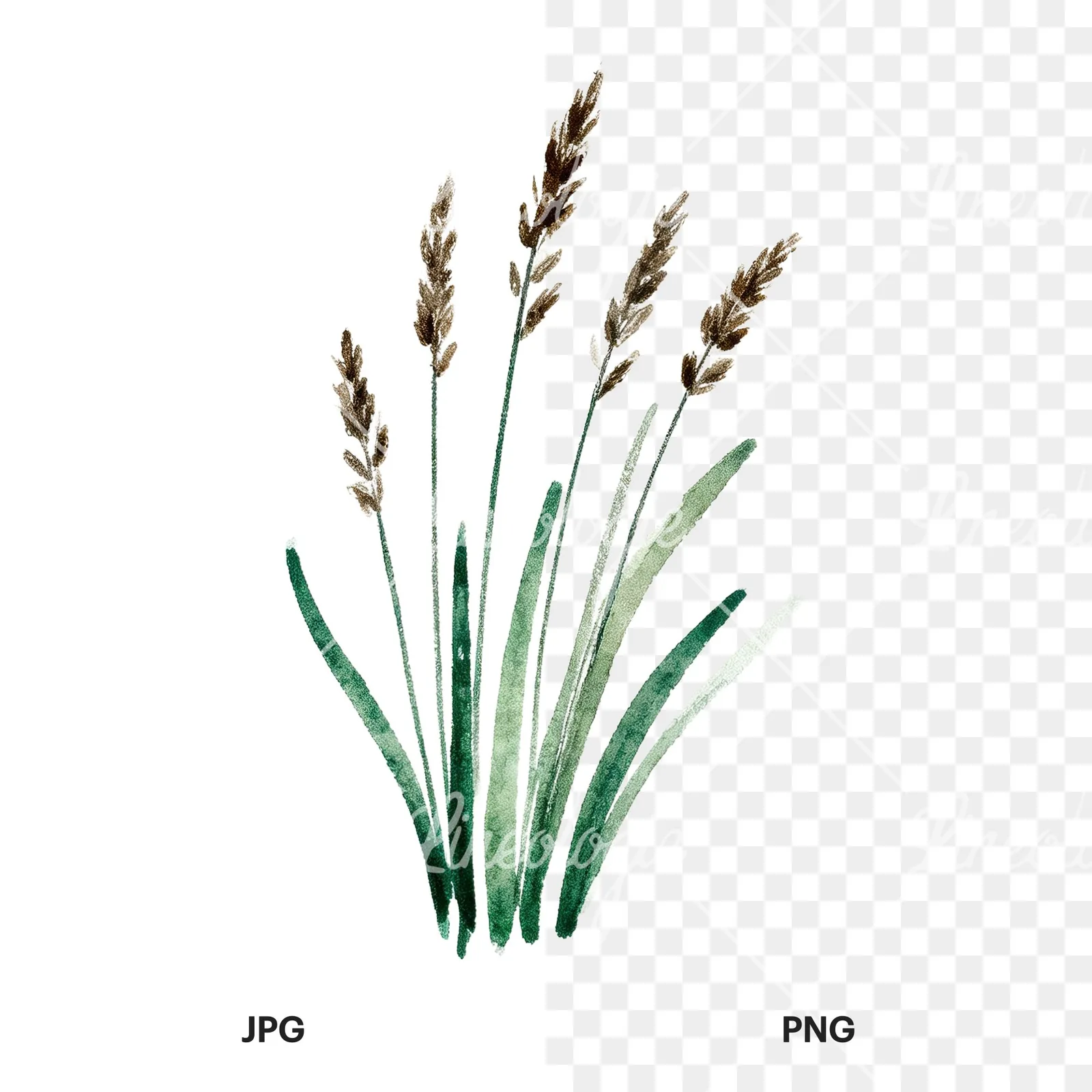 Watercolor tall meadow grass clipart 4 of 9, as a JPG on white and a transparent PNG