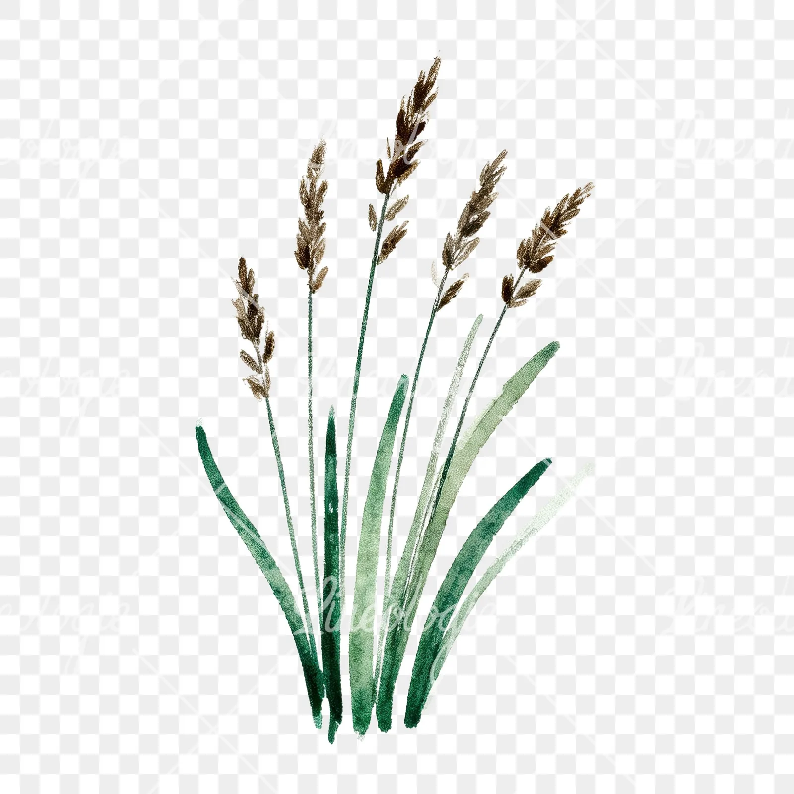 Watercolor tall meadow grass clipart 4 of 9 on a transparent background (PNG)