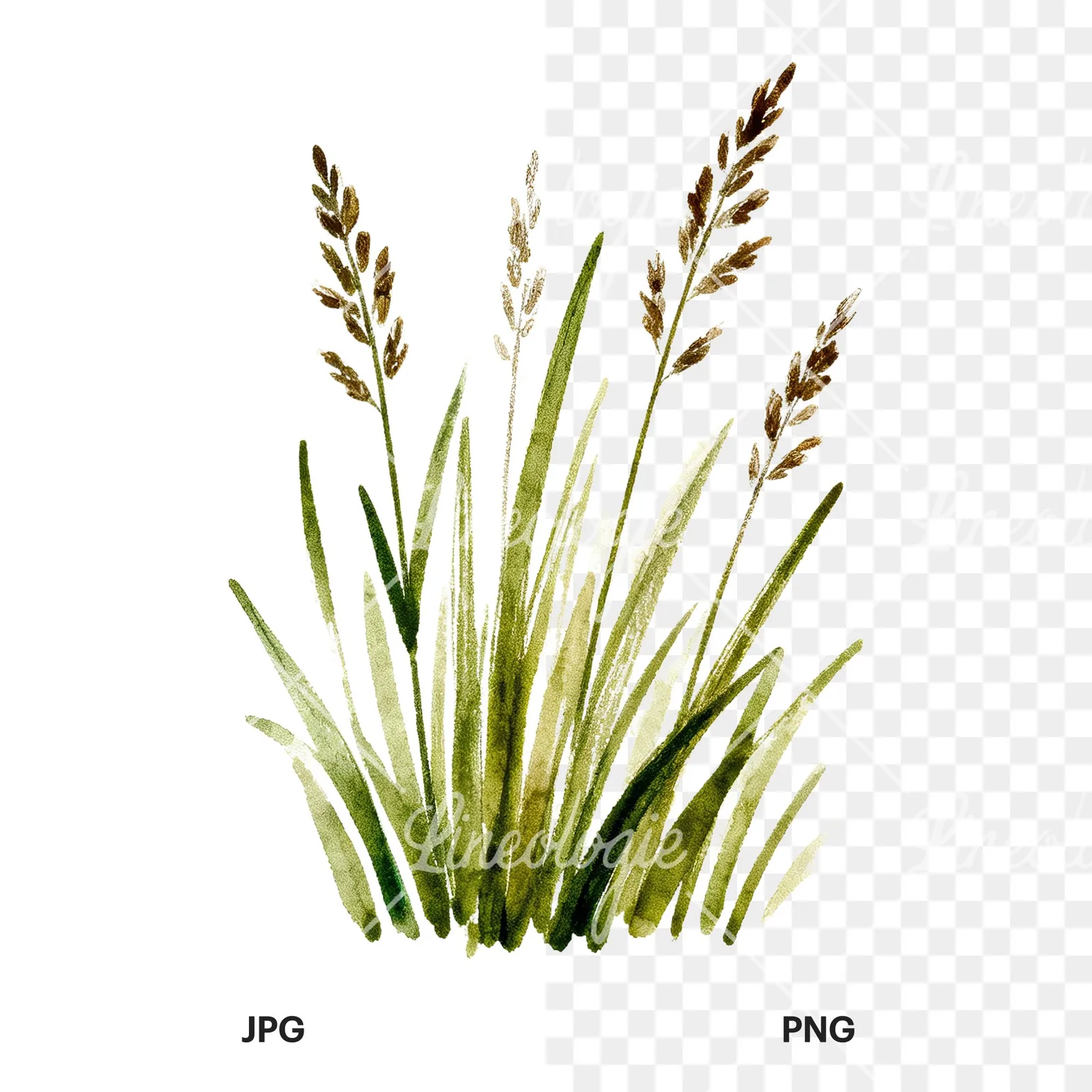 Watercolor tall meadow grass clipart 5 of 9, as a JPG on white and a transparent PNG