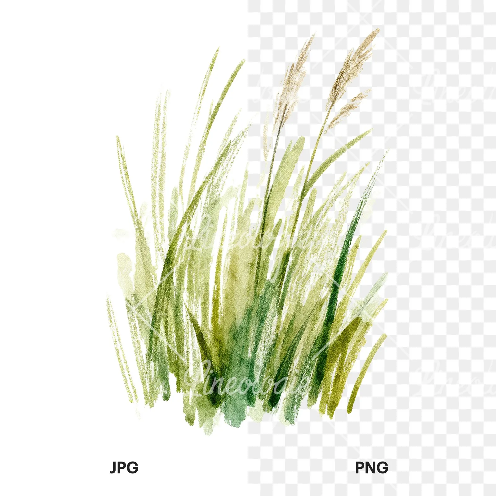 Watercolor tall meadow grass clipart 6 of 9, as a JPG on white and a transparent PNG